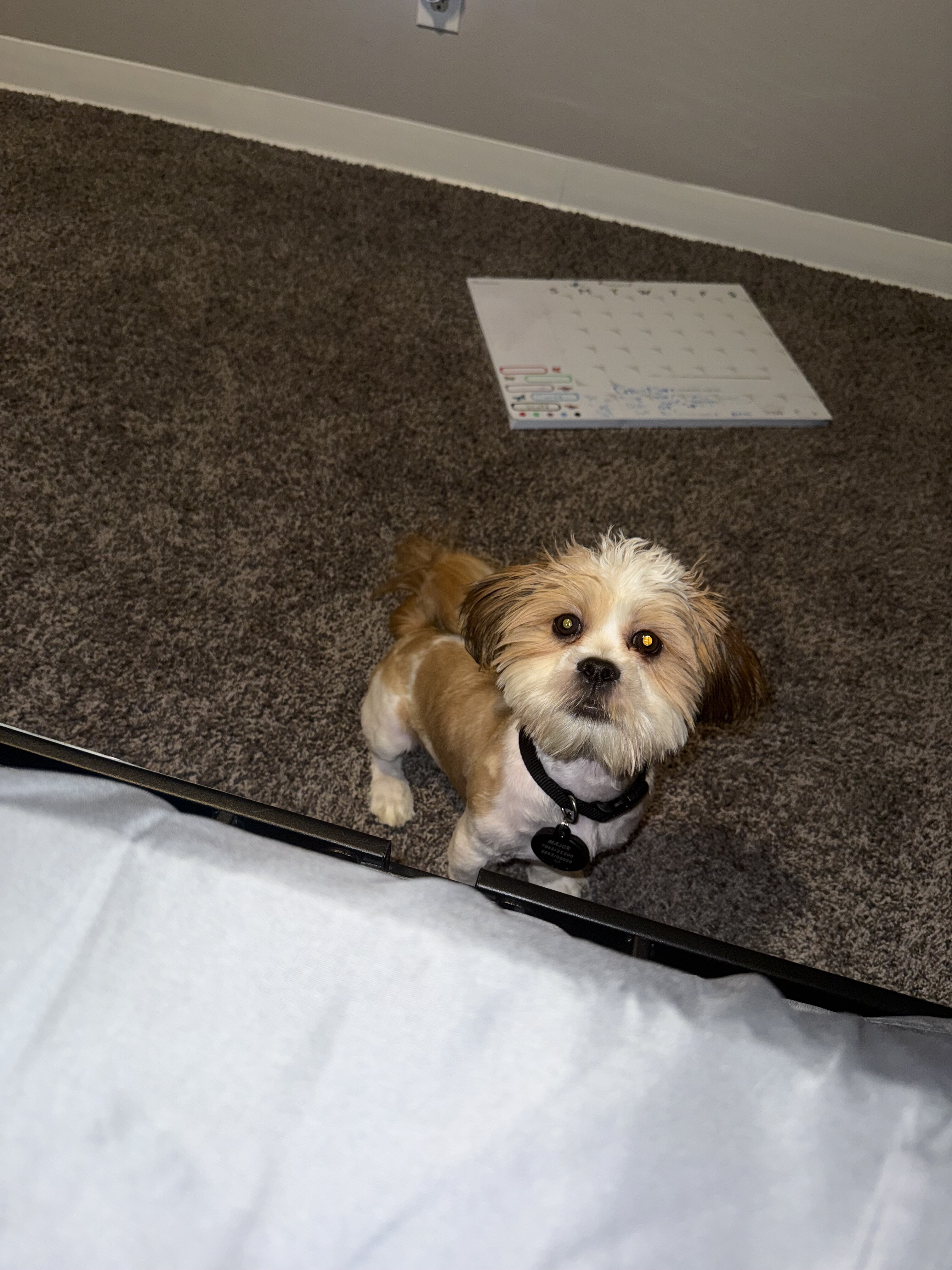 Young male Lhasa apso image 2