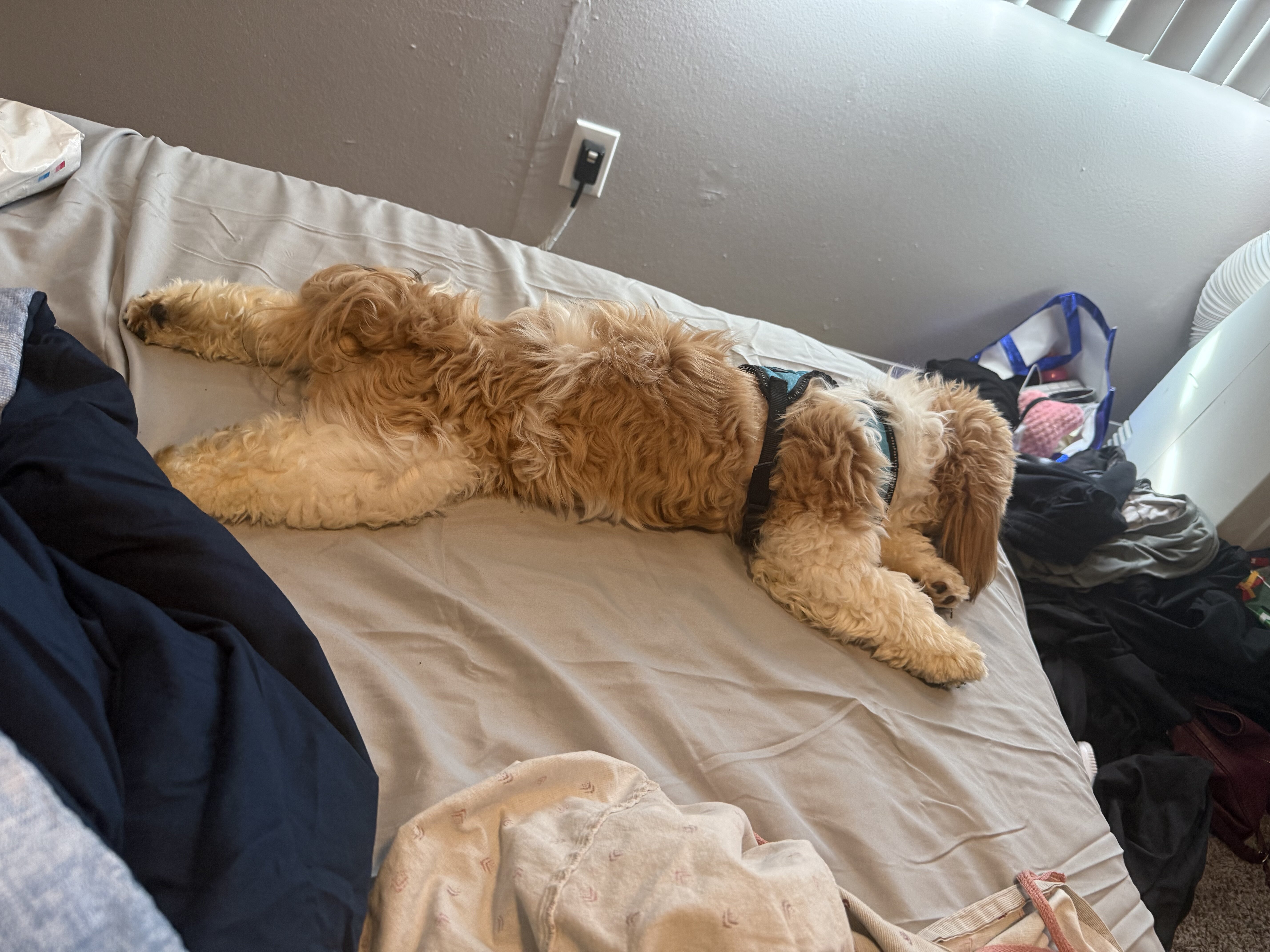 Young male Lhasa apso image 1
