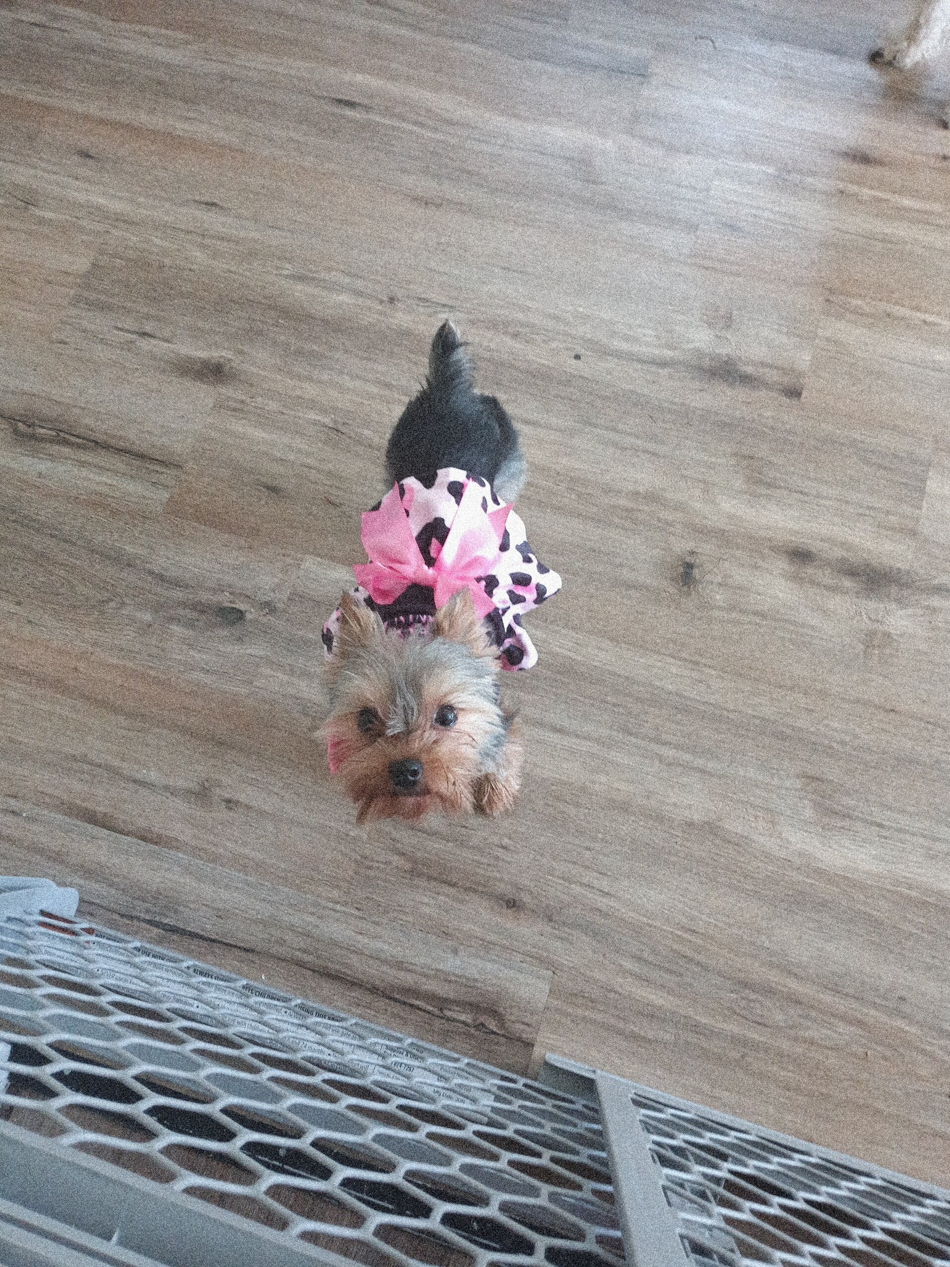 Yorkie image 1