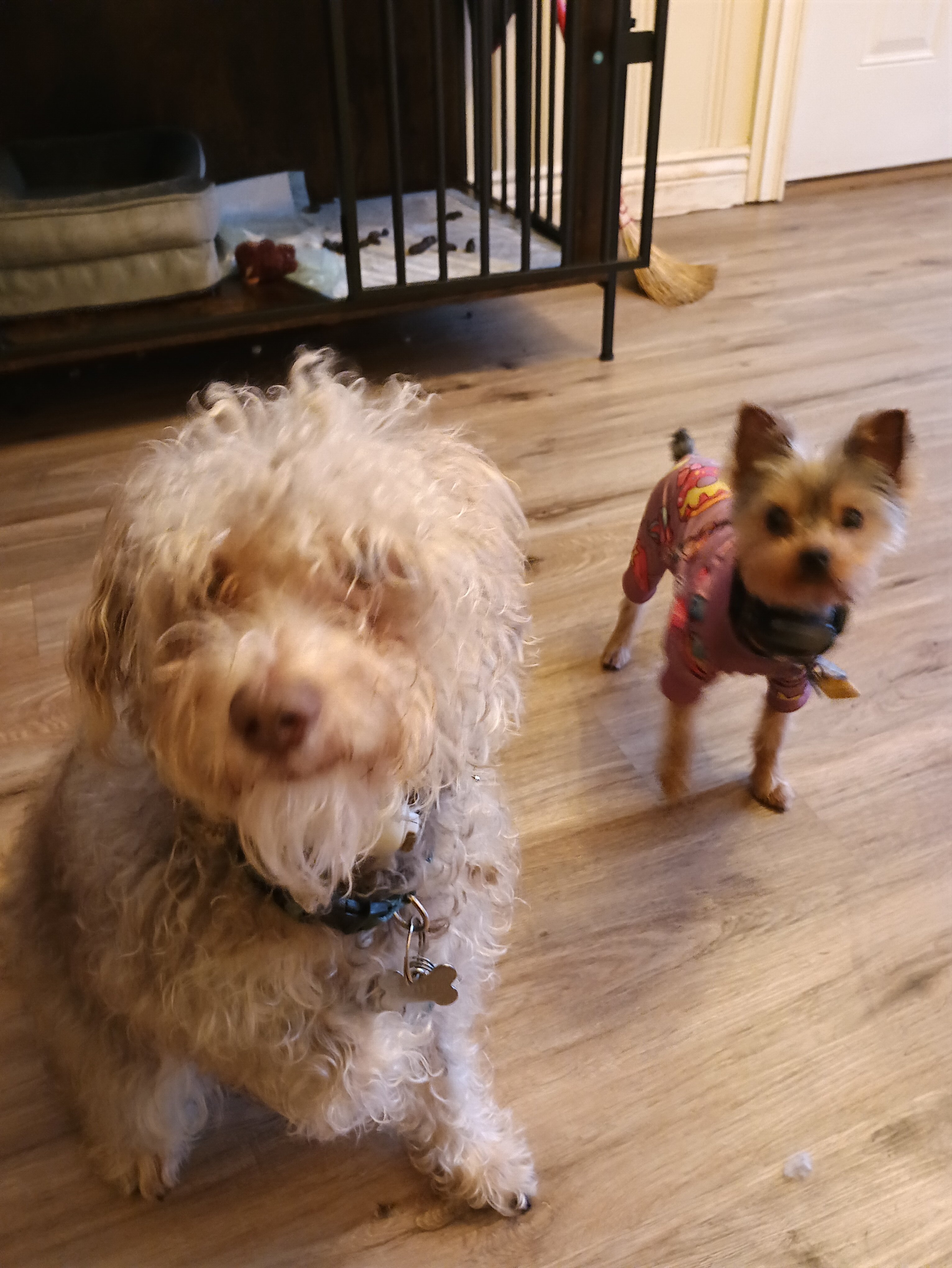 Yorkie image 4