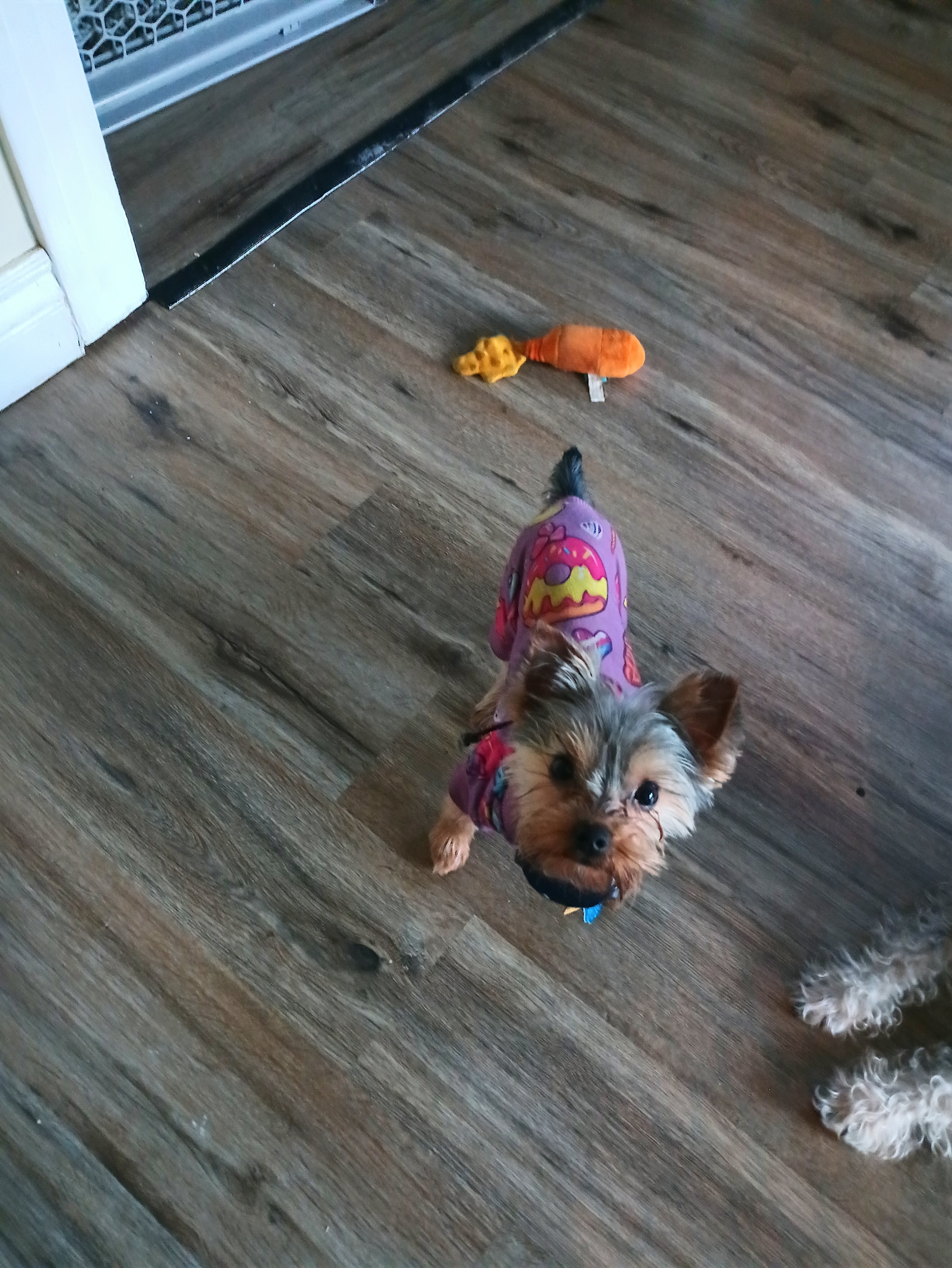 Yorkie image 2