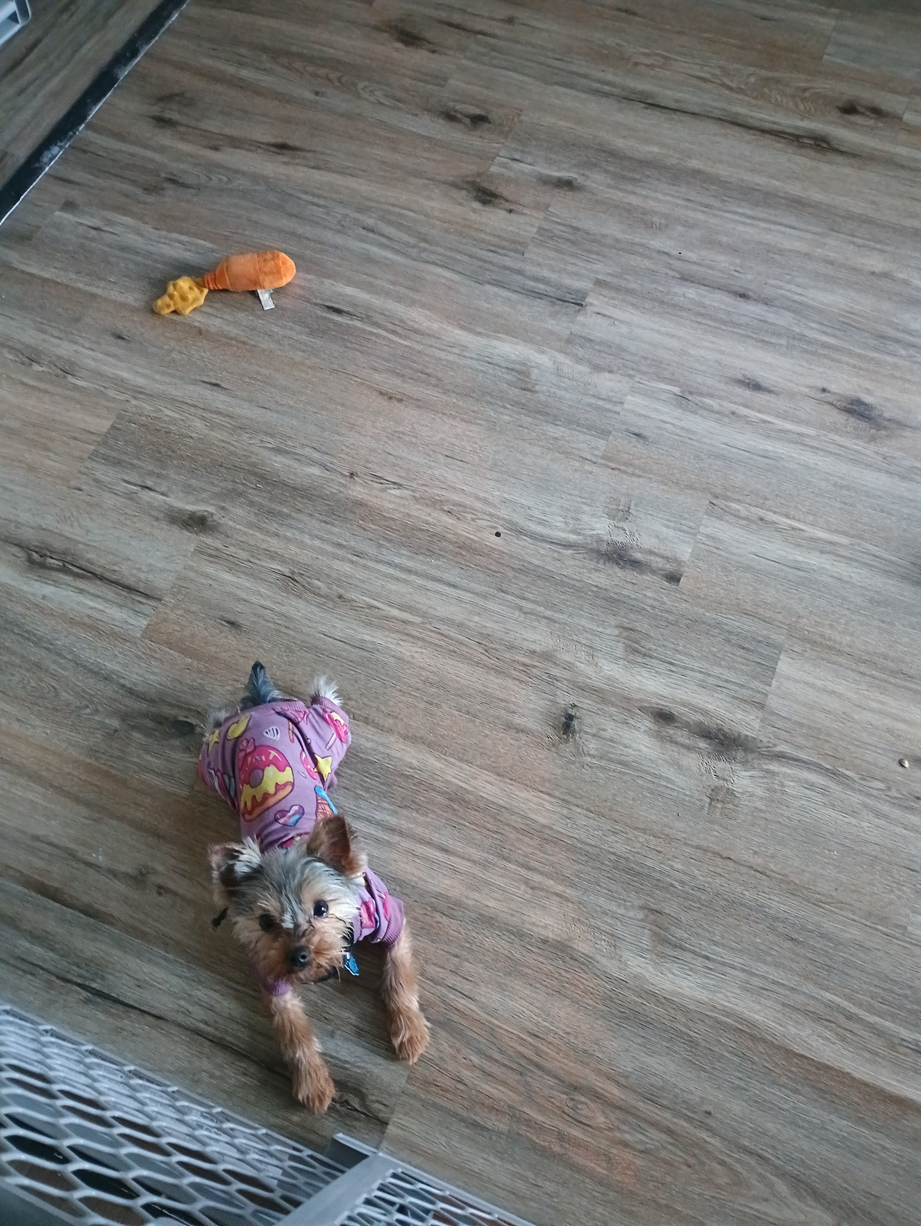 Yorkie image 3