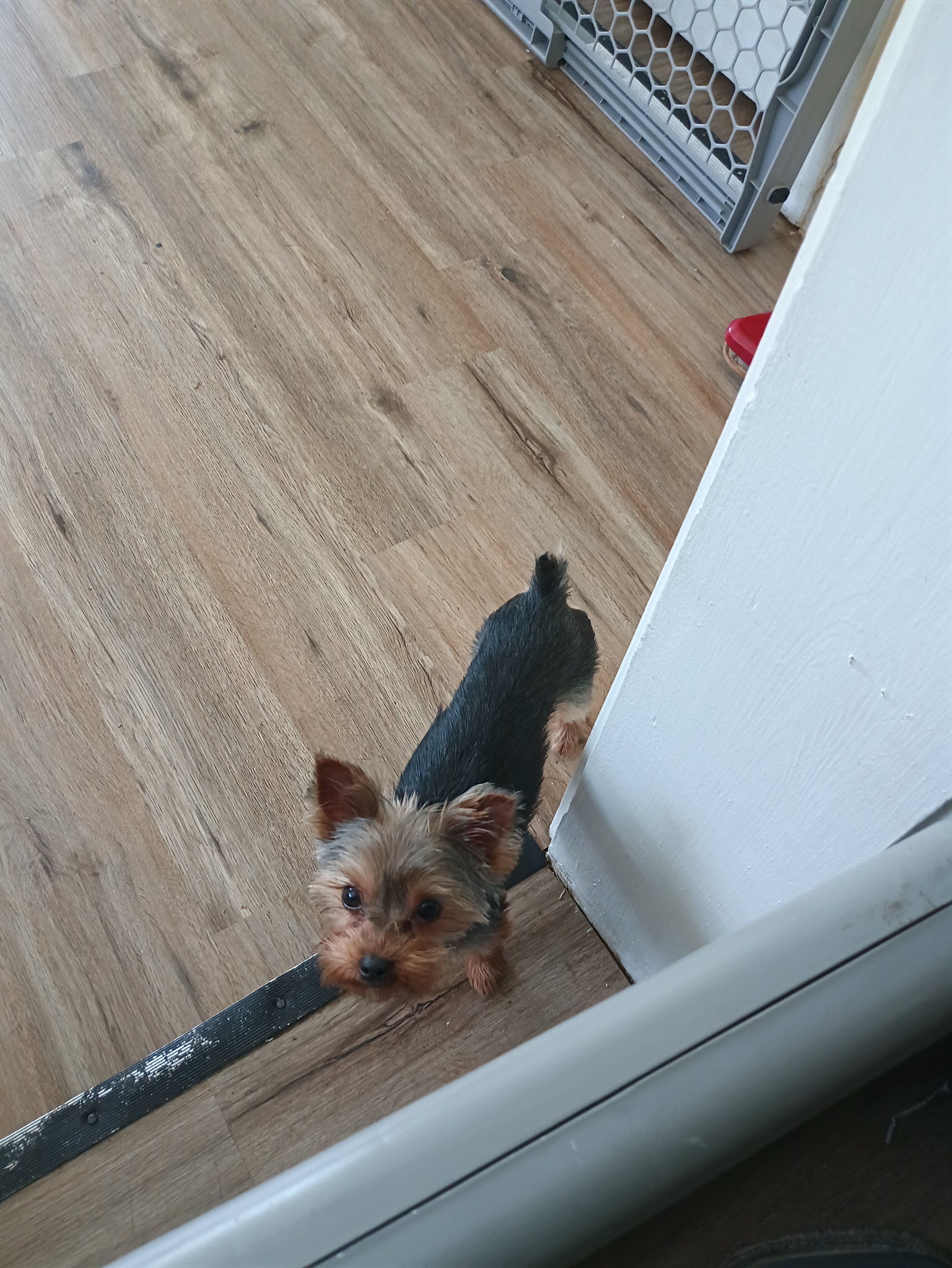 Yorkie image 5