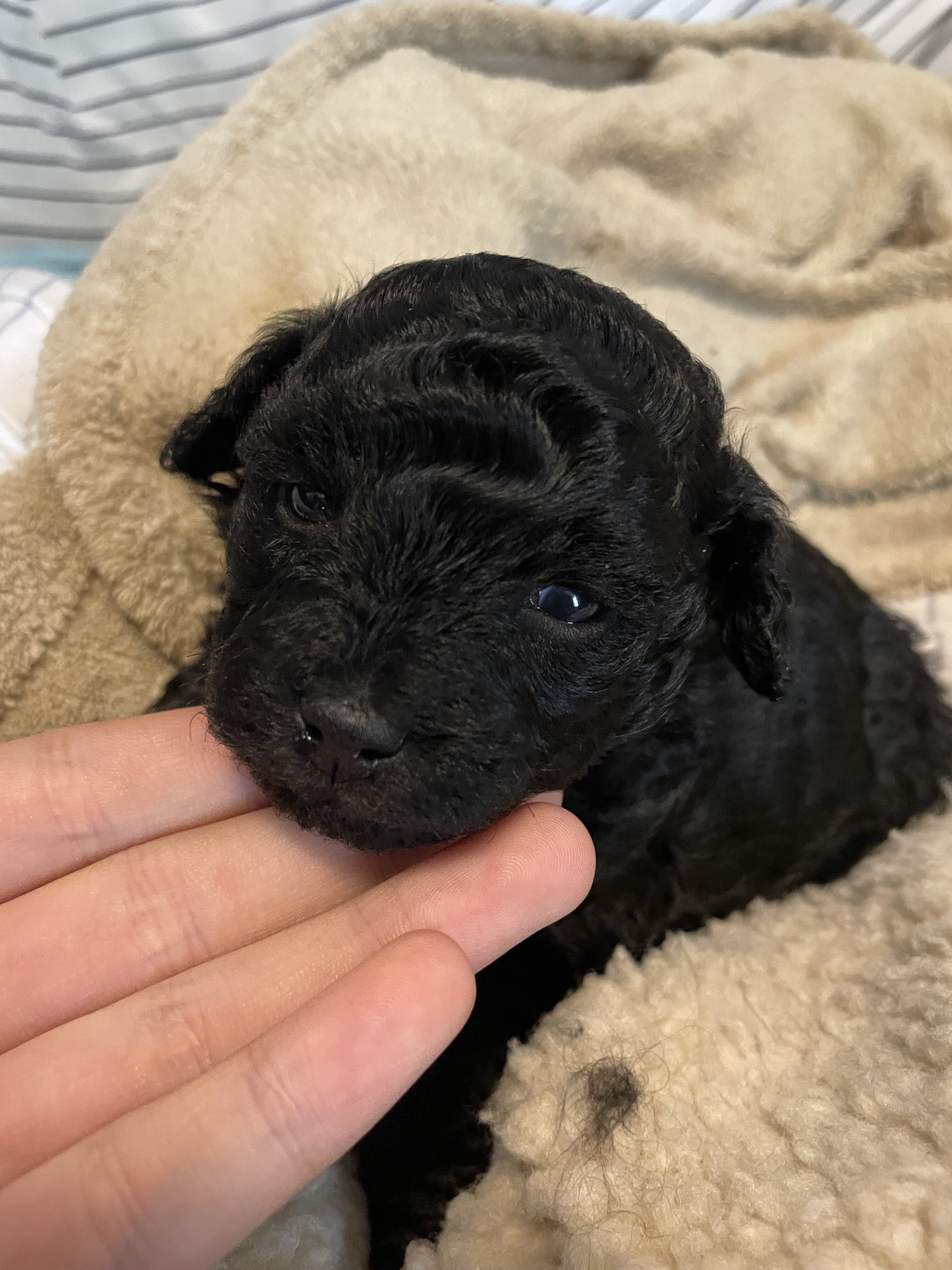 Purebred Toy Poodle Puppies image 1