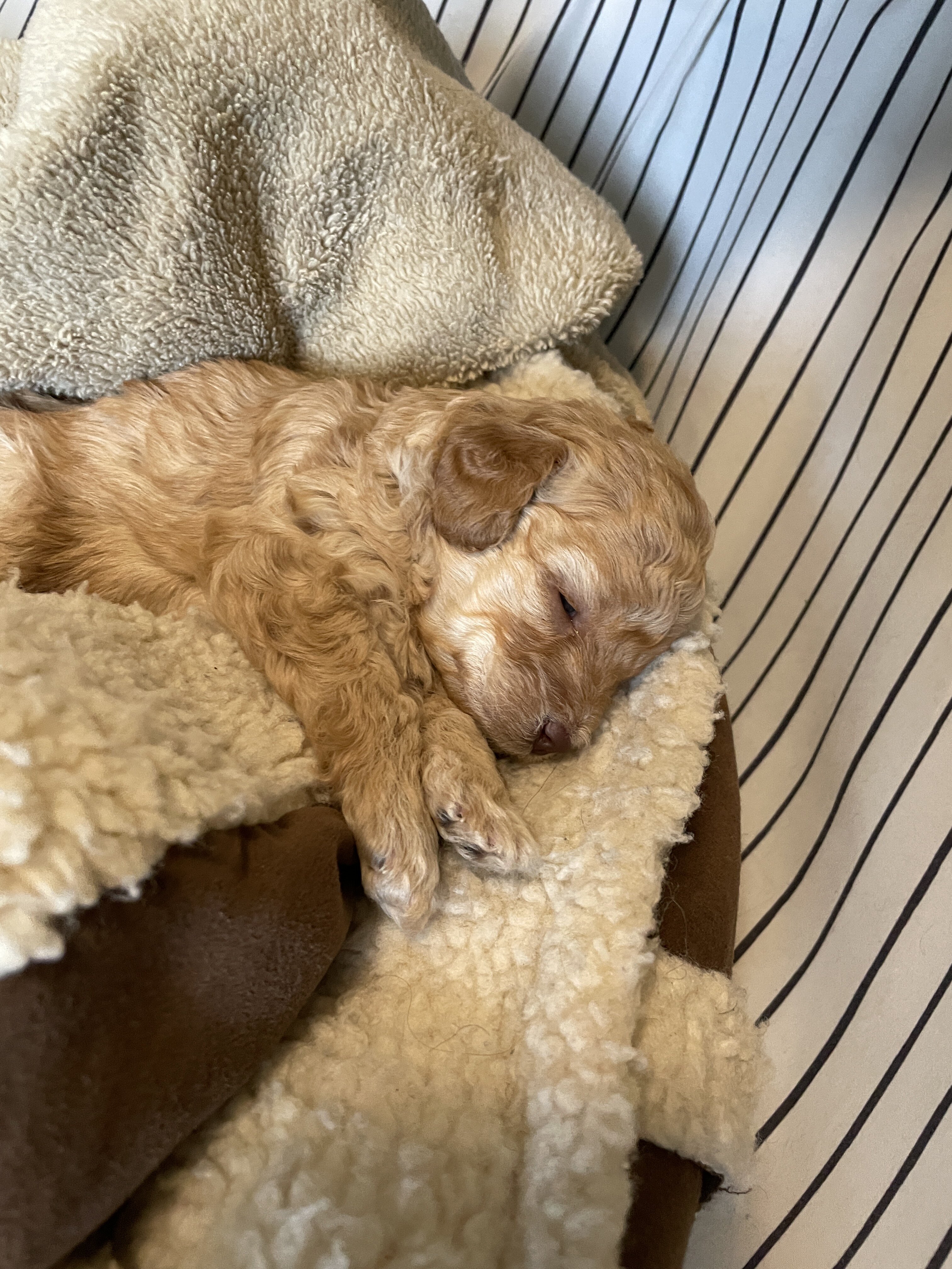 Purebred Toy Poodle Puppies image 2