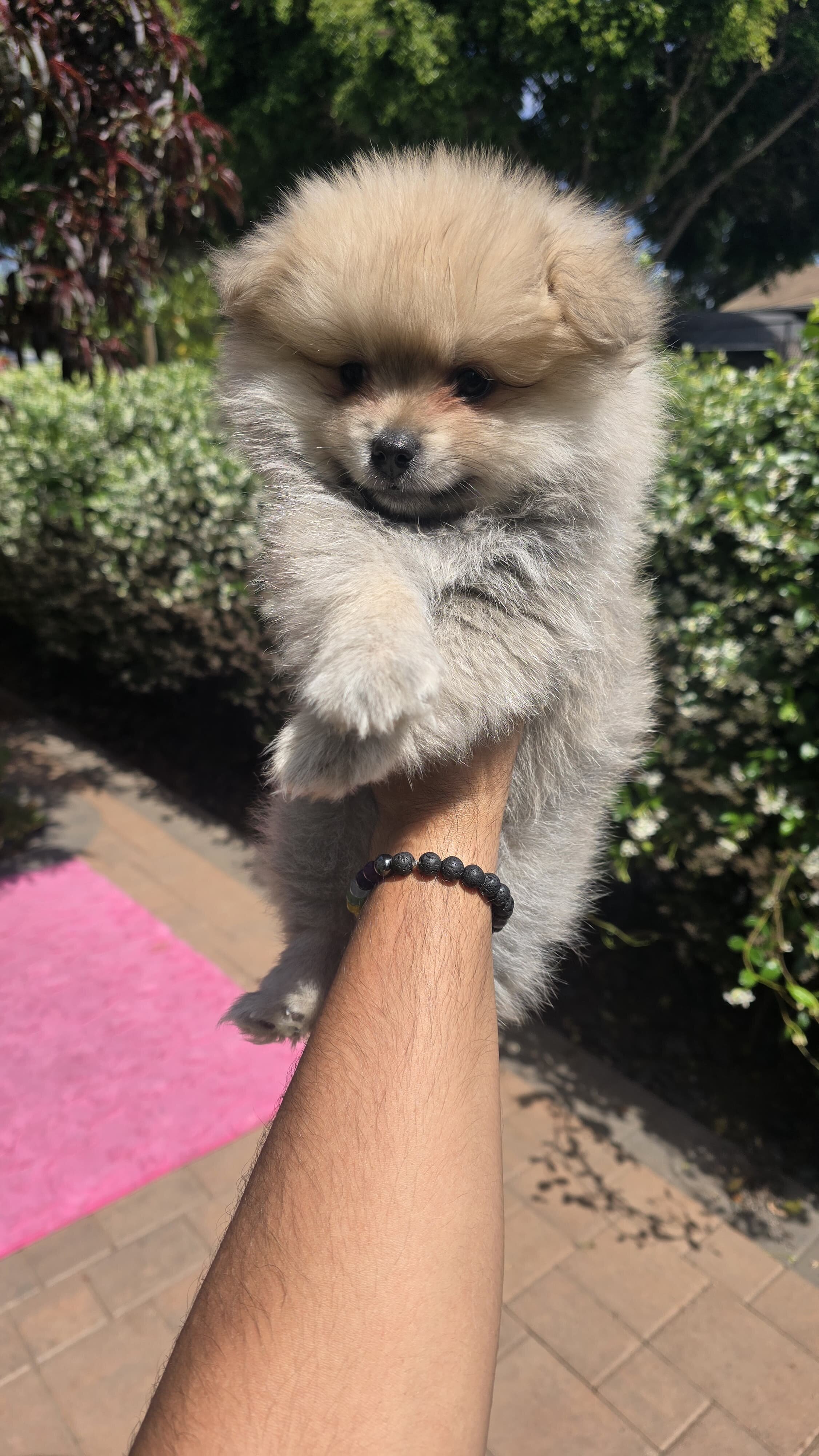 Puppies pomeranian image 6