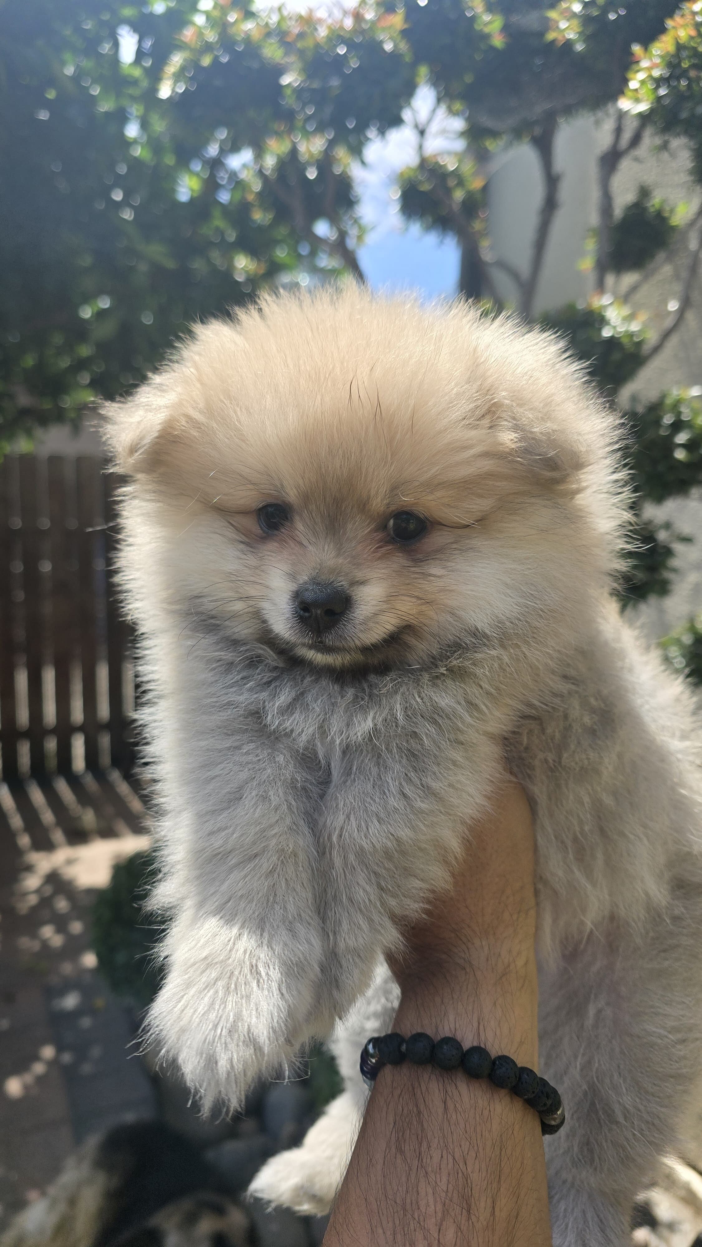 Puppies pomeranian image 5