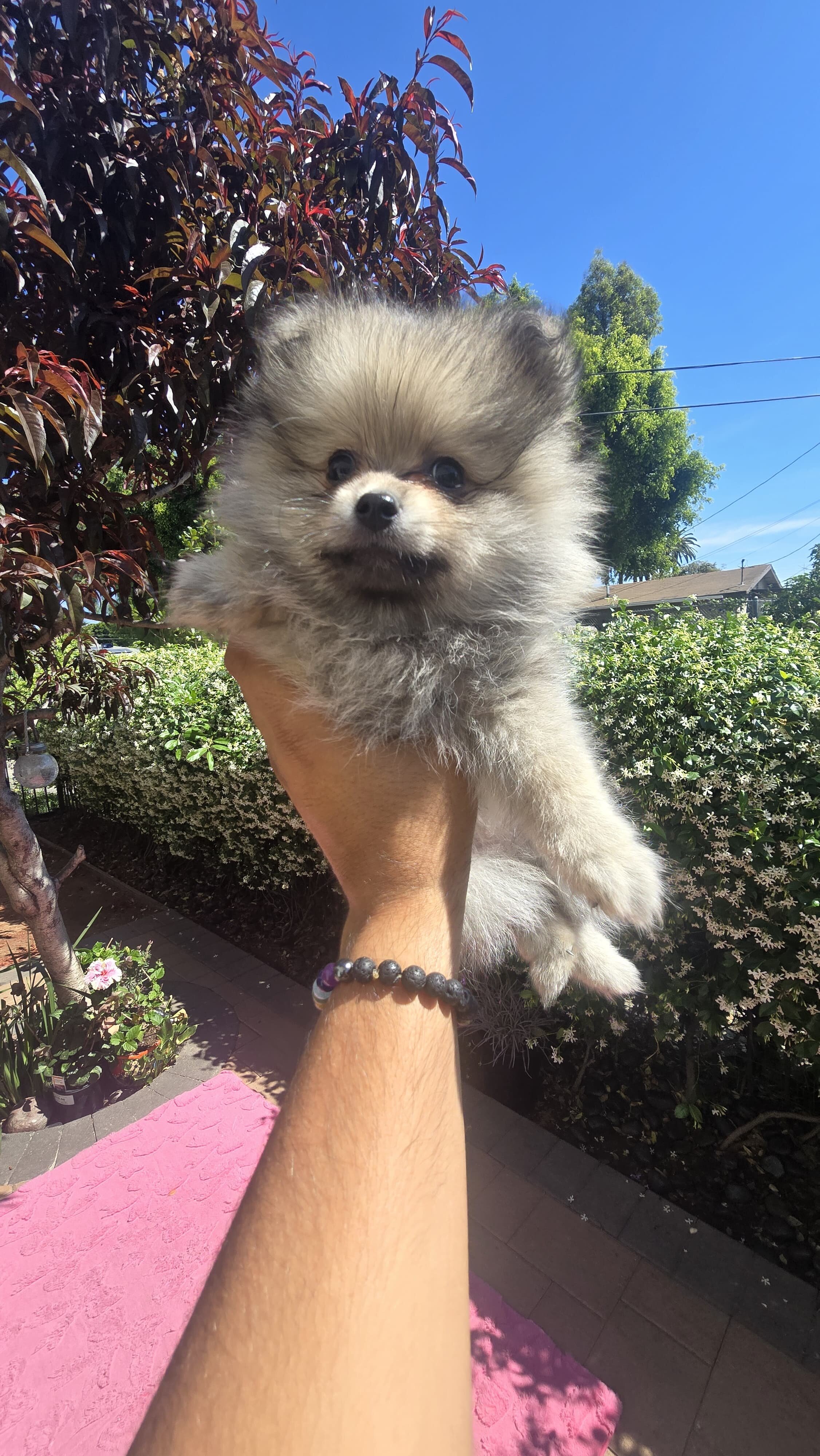 Puppies pomeranian image 4