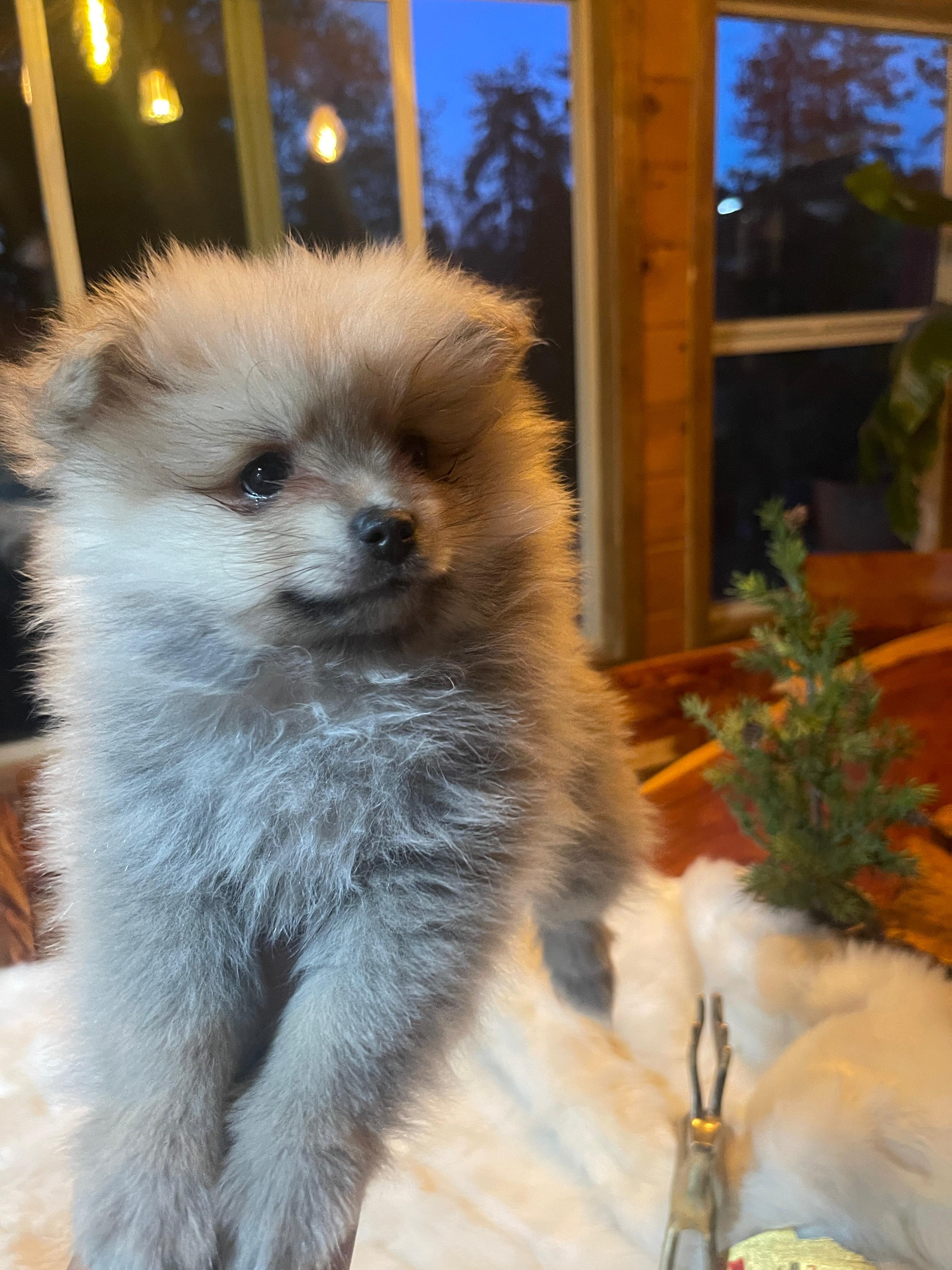 Puppies pomeranian image 7