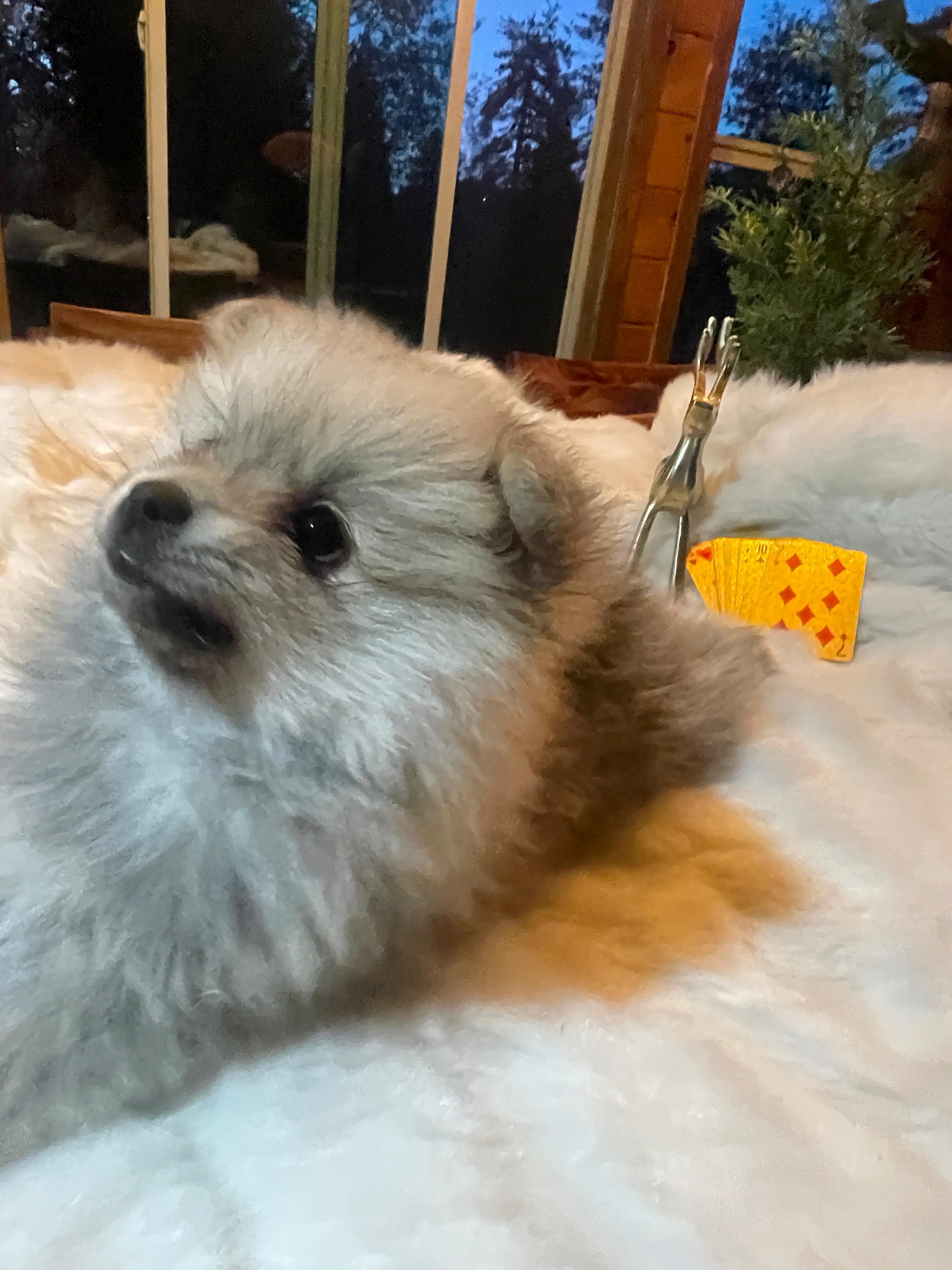 Puppies pomeranian image 8