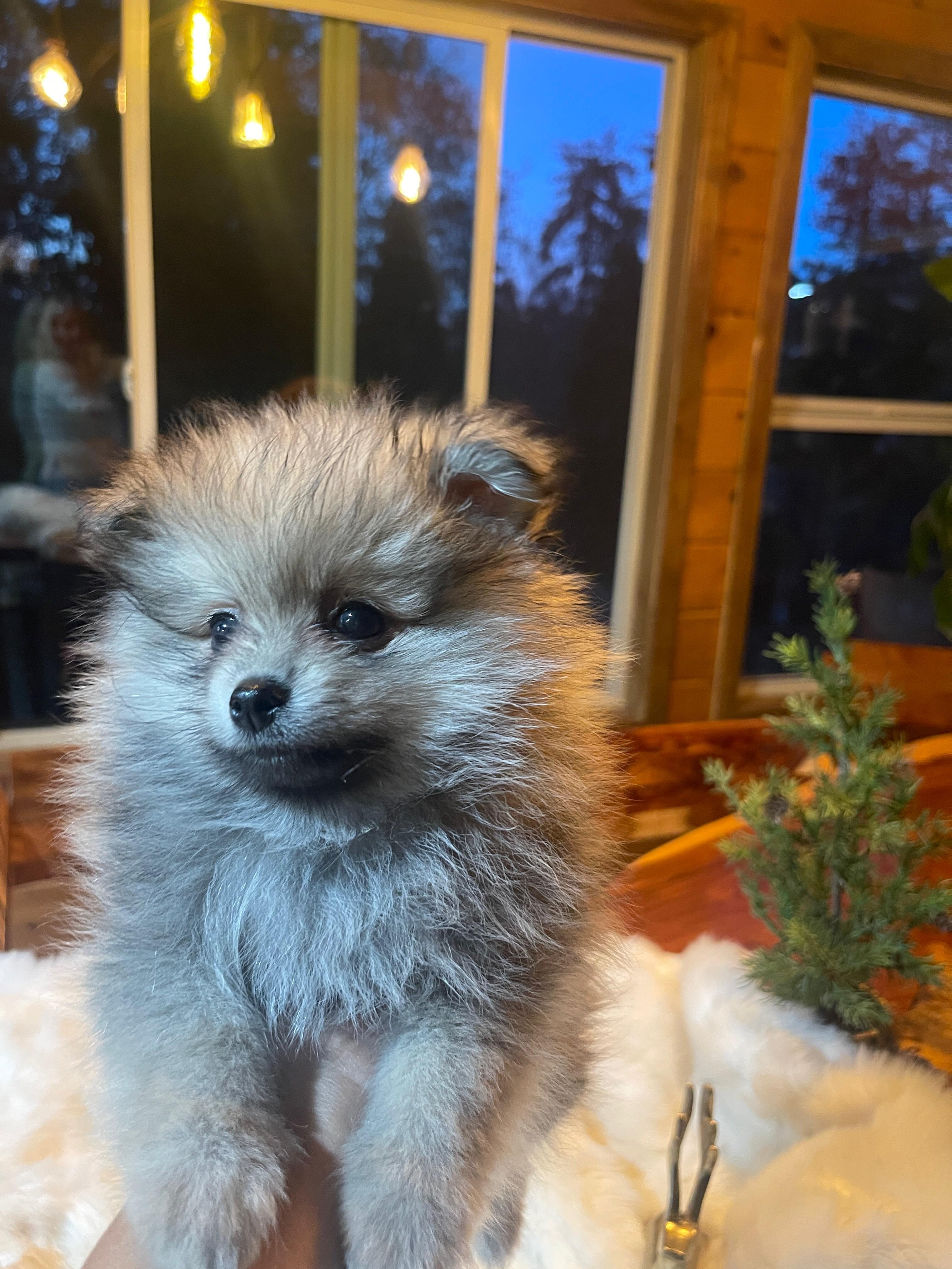 Puppies pomeranian image 3