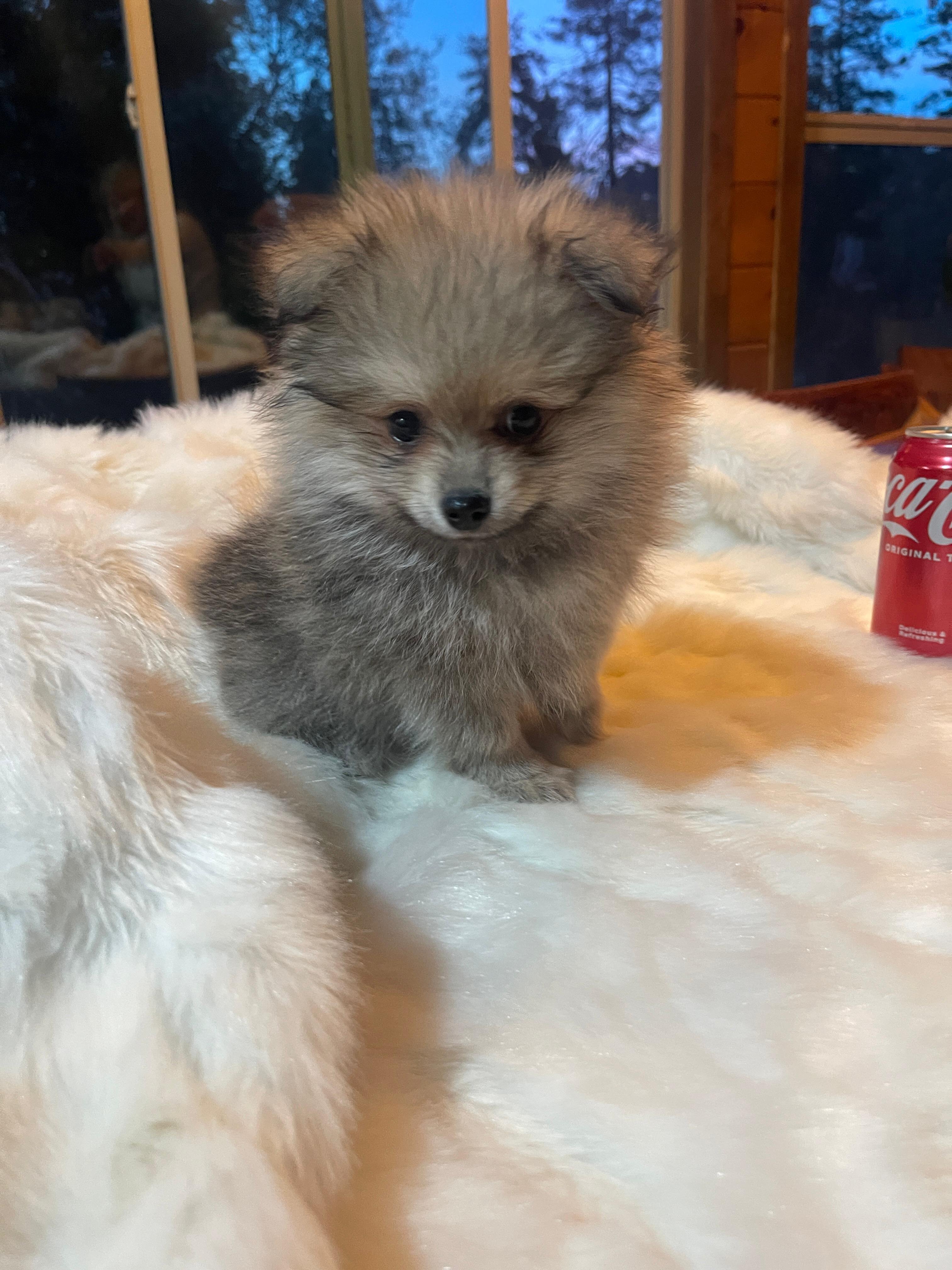 Puppies pomeranian image 1