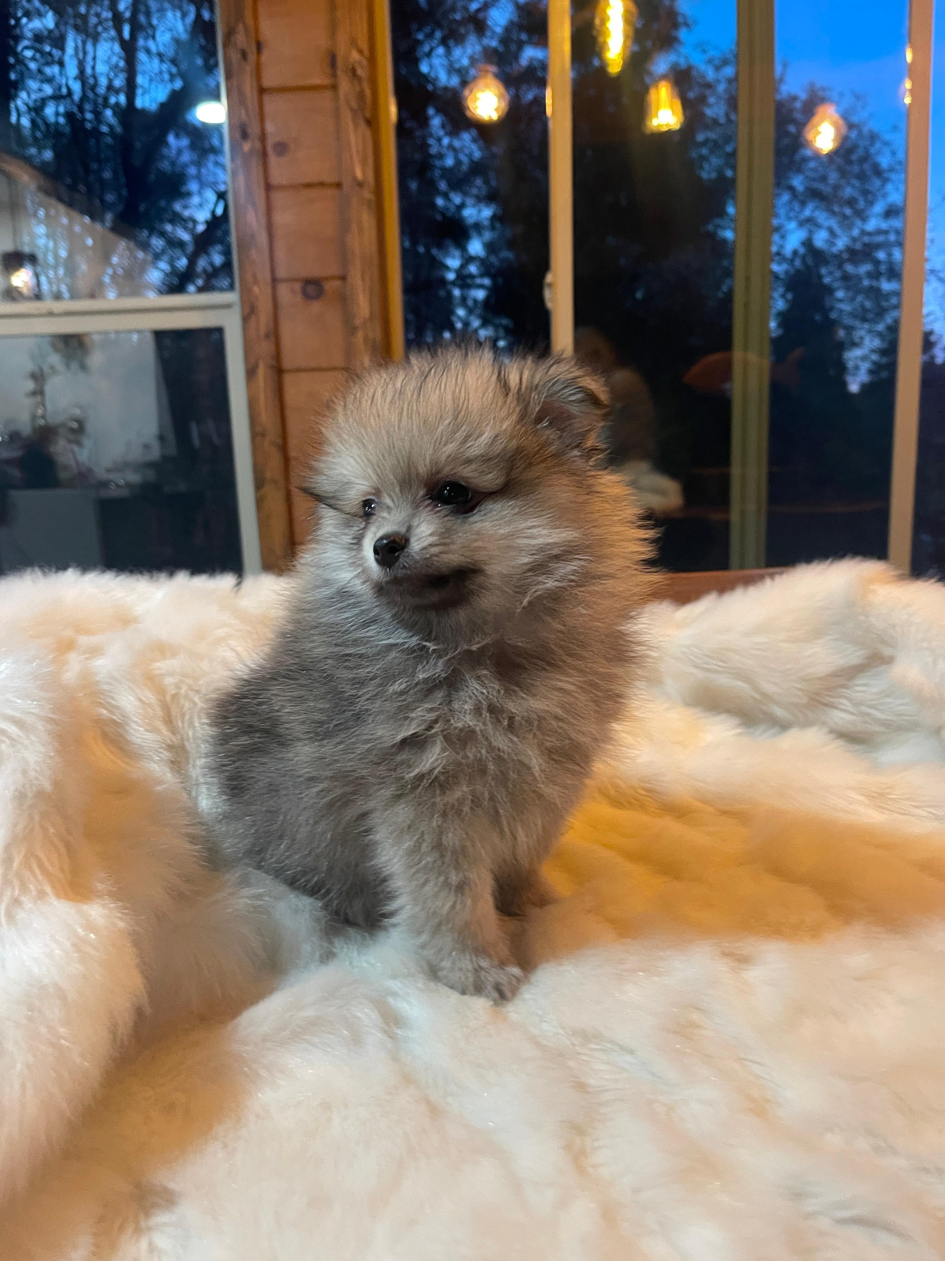 Puppies pomeranian image 2