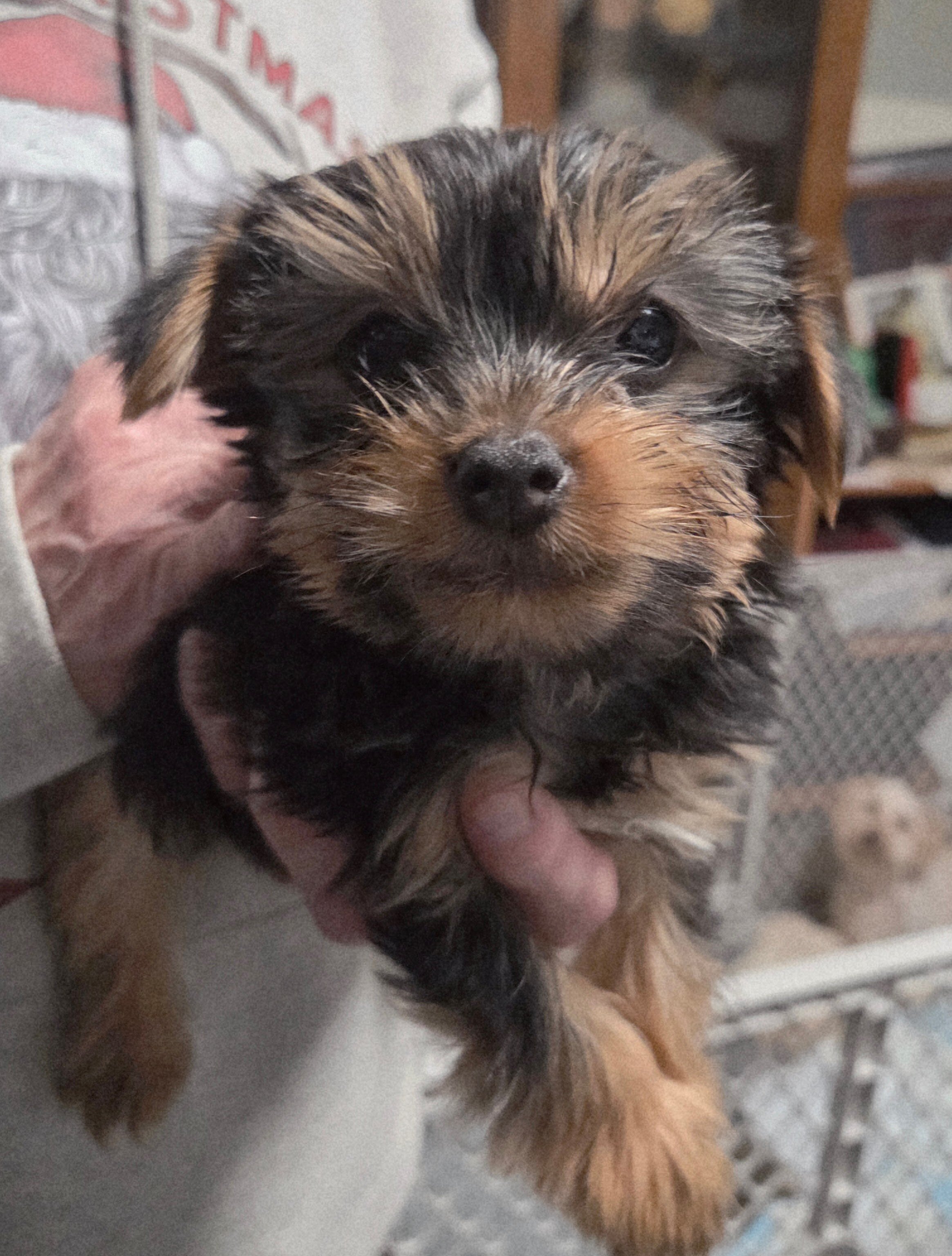 Purebred Yorkie Puppies image 3