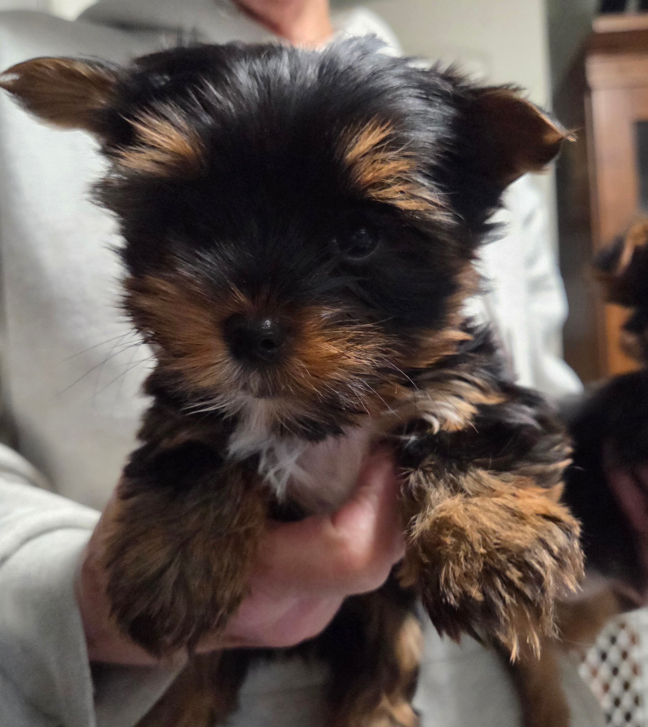 Purebred Yorkie Puppies image 2
