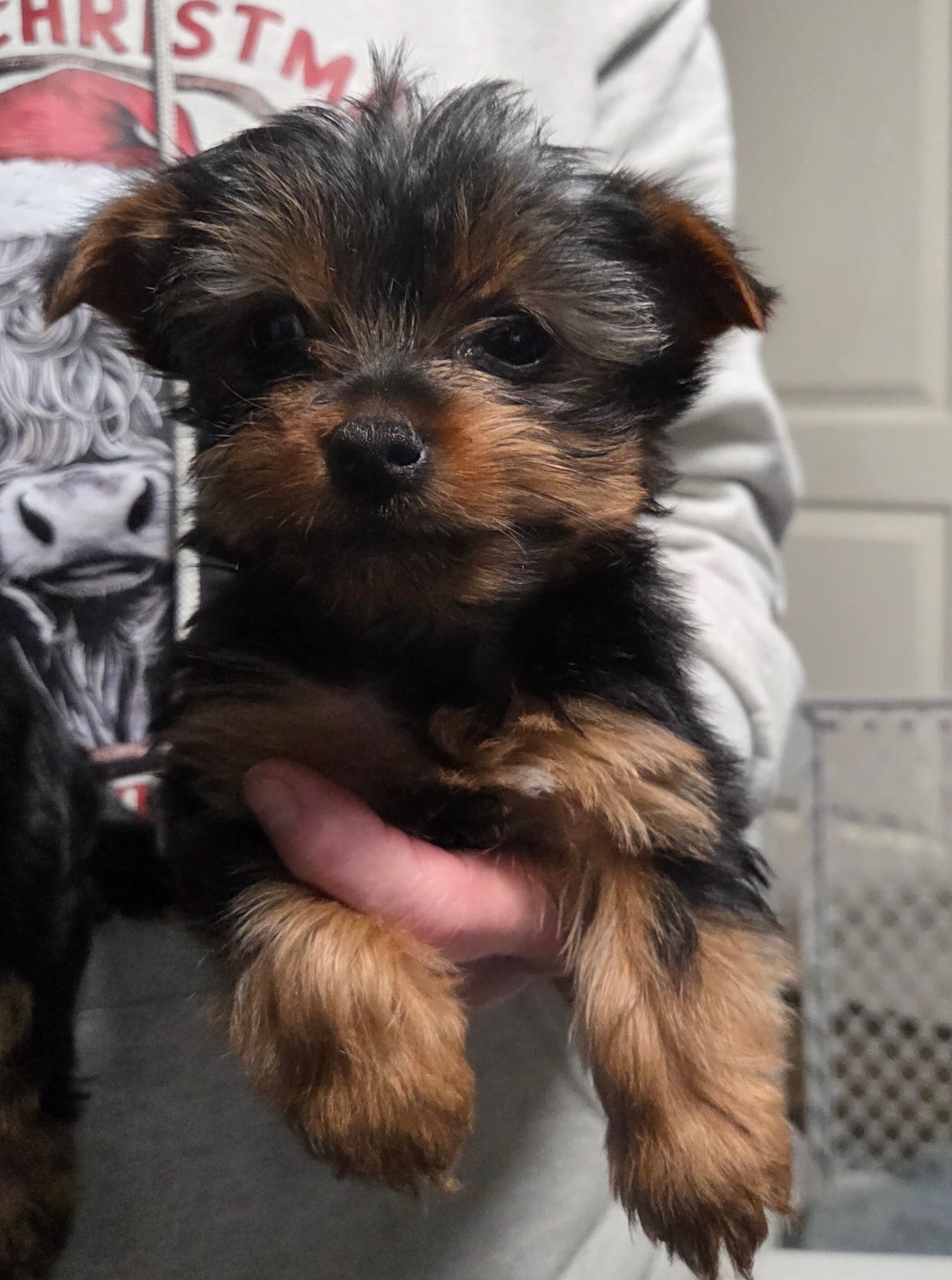 Purebred Yorkie Puppies image 1