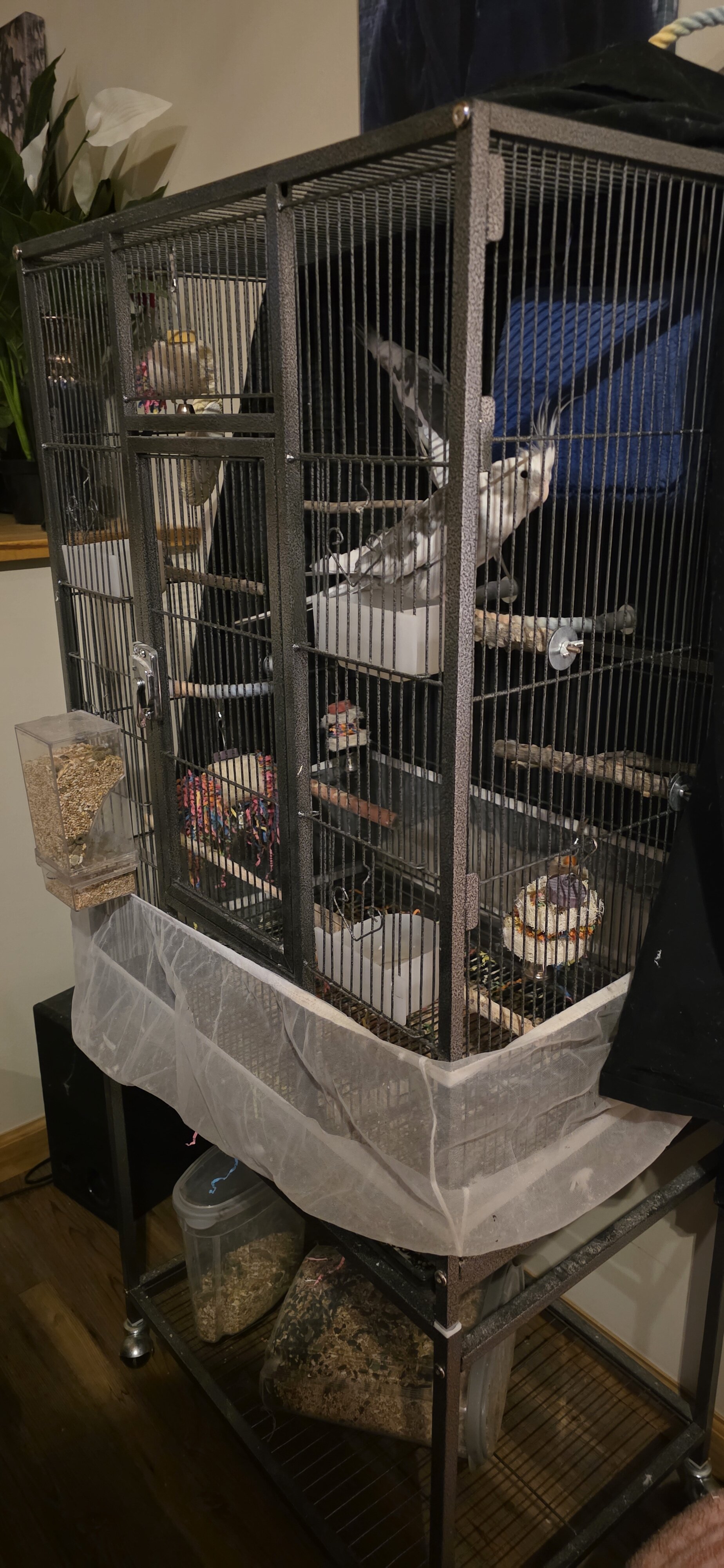 Cockatiels and large cage image 3