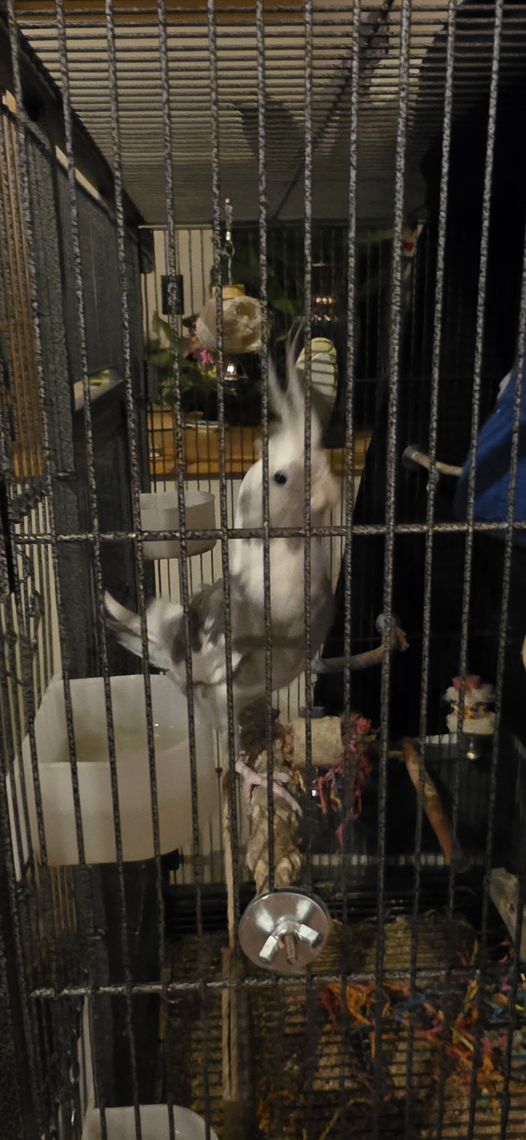 Cockatiels and large cage image 2