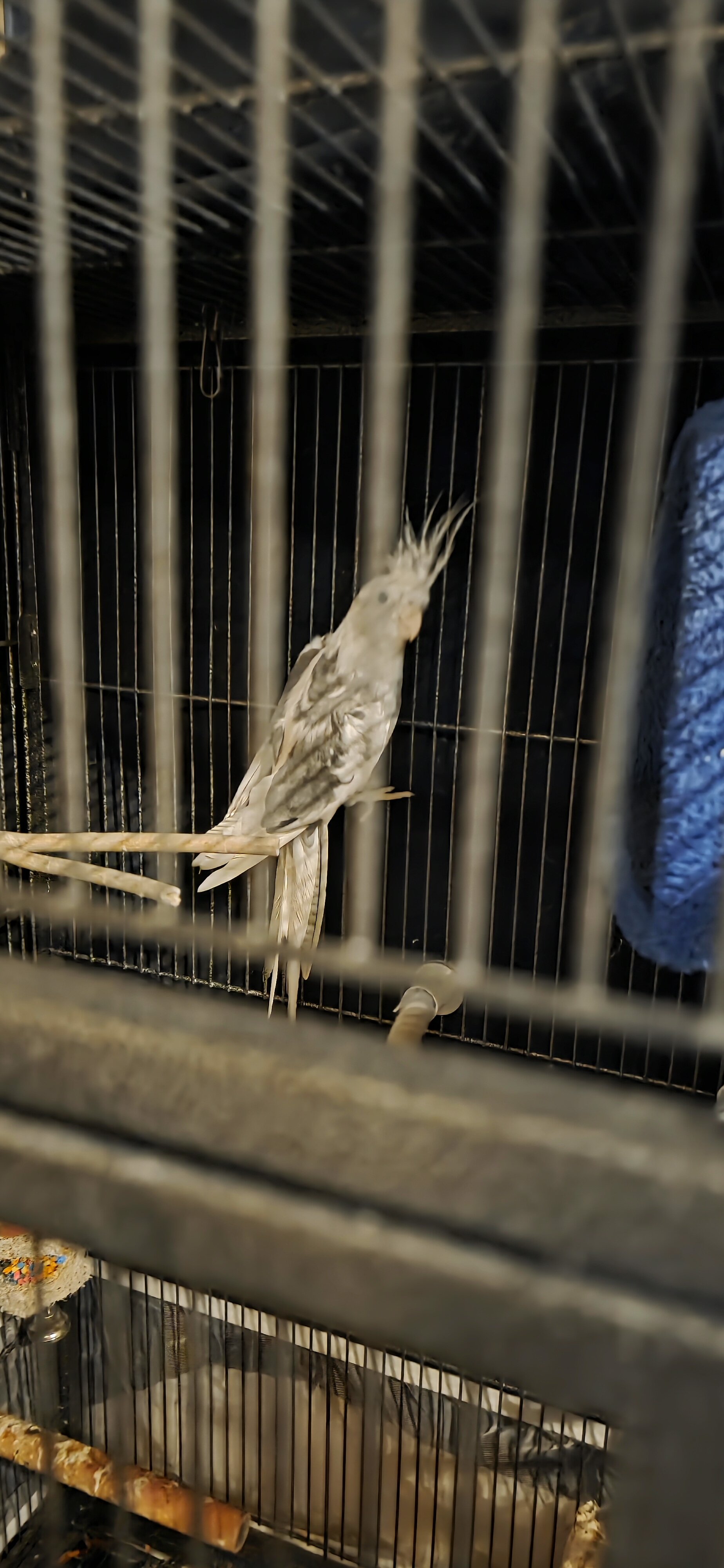 Cockatiels and large cage image 1