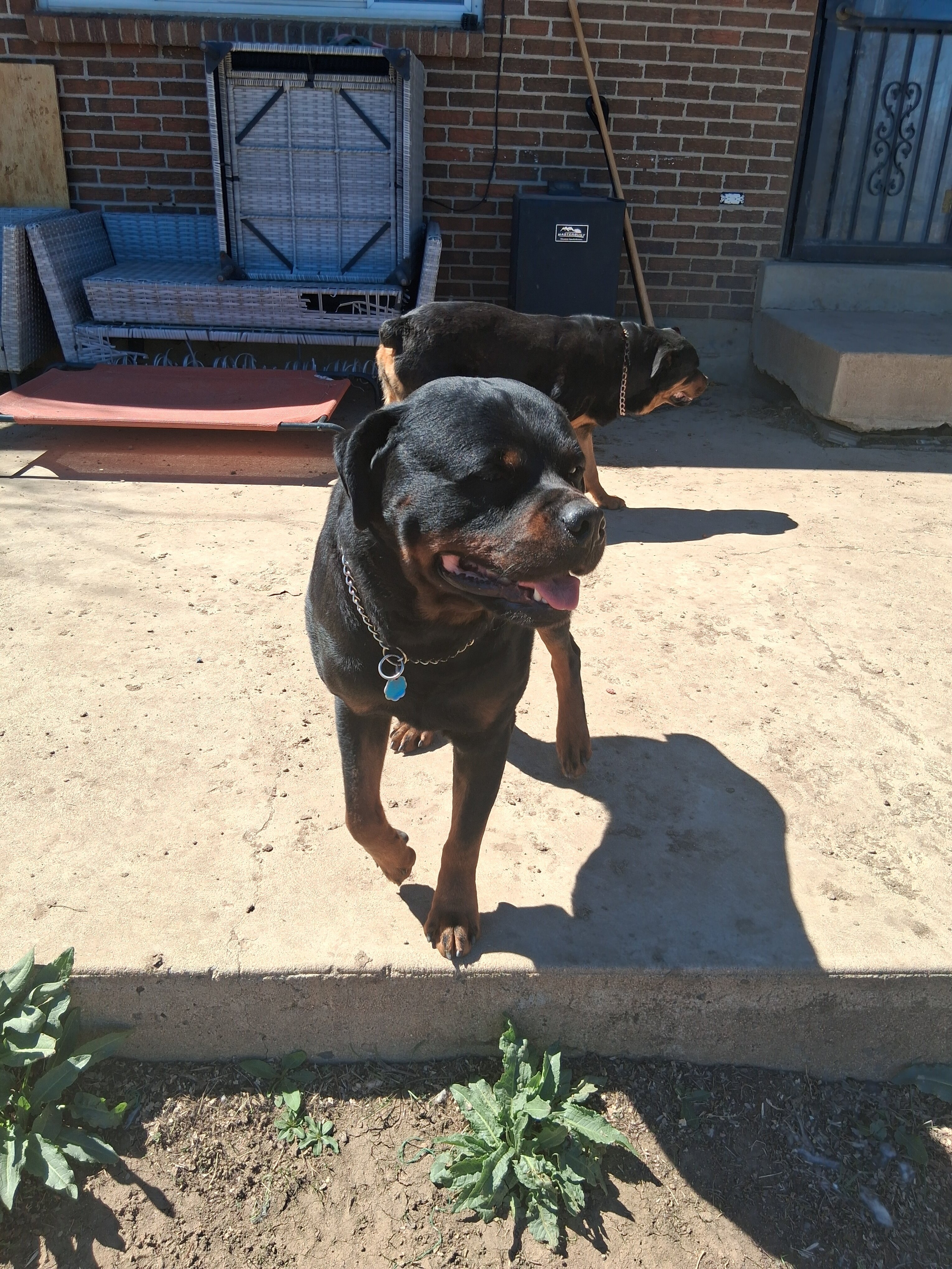 Looking to breed my sire Rottweiler image 2