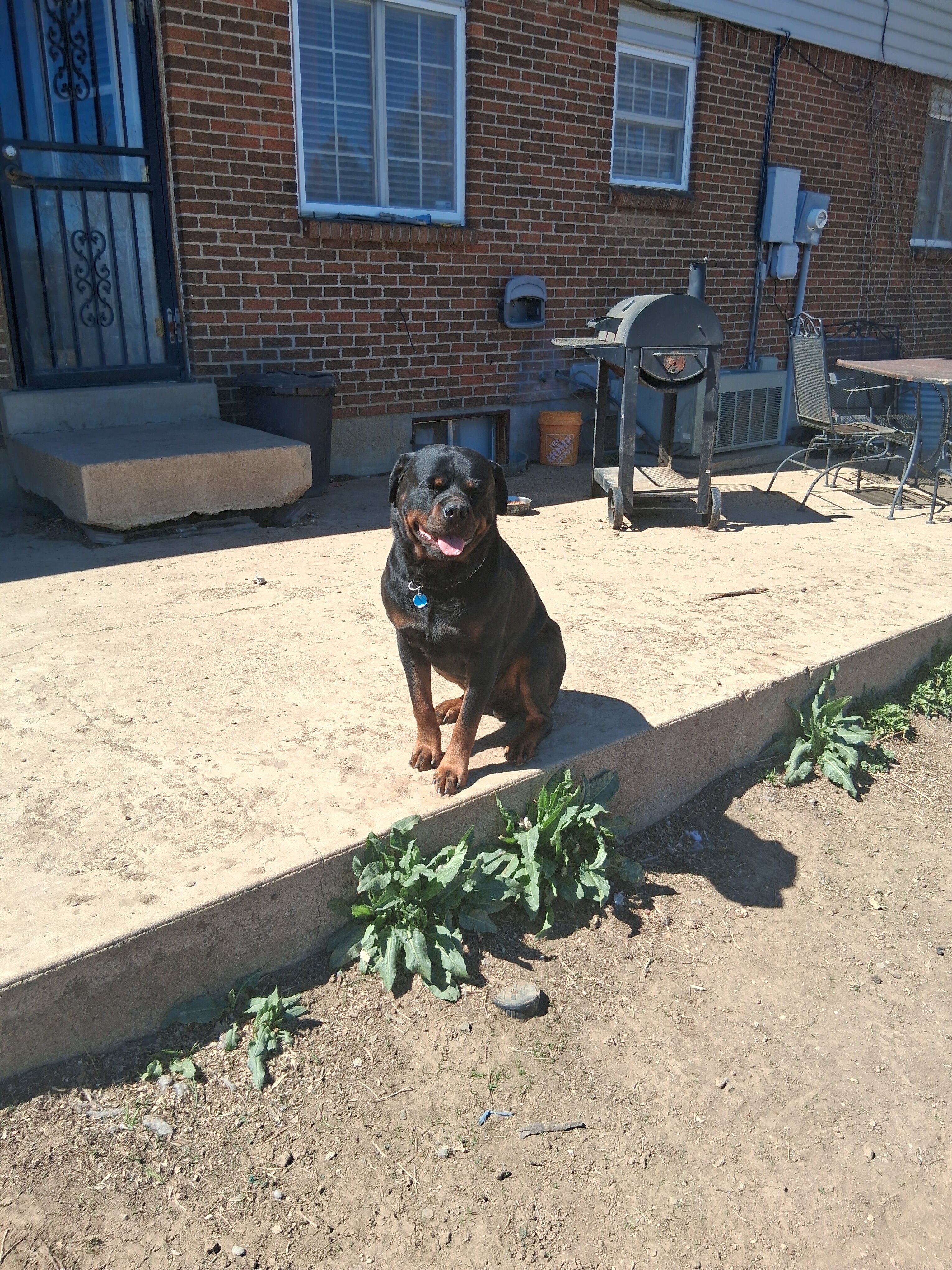 Looking to breed my sire Rottweiler image 3