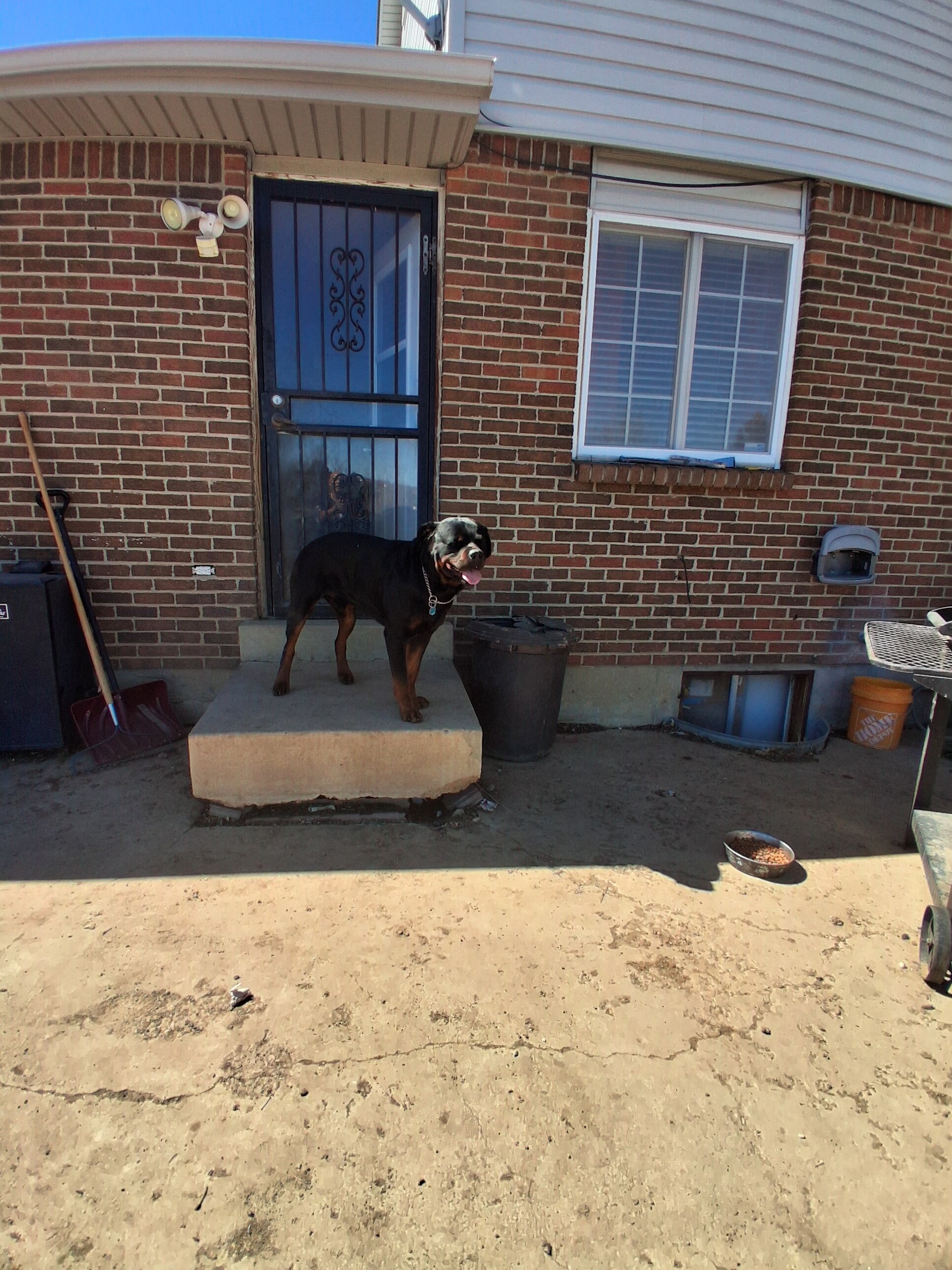 Looking to breed my sire Rottweiler image 1