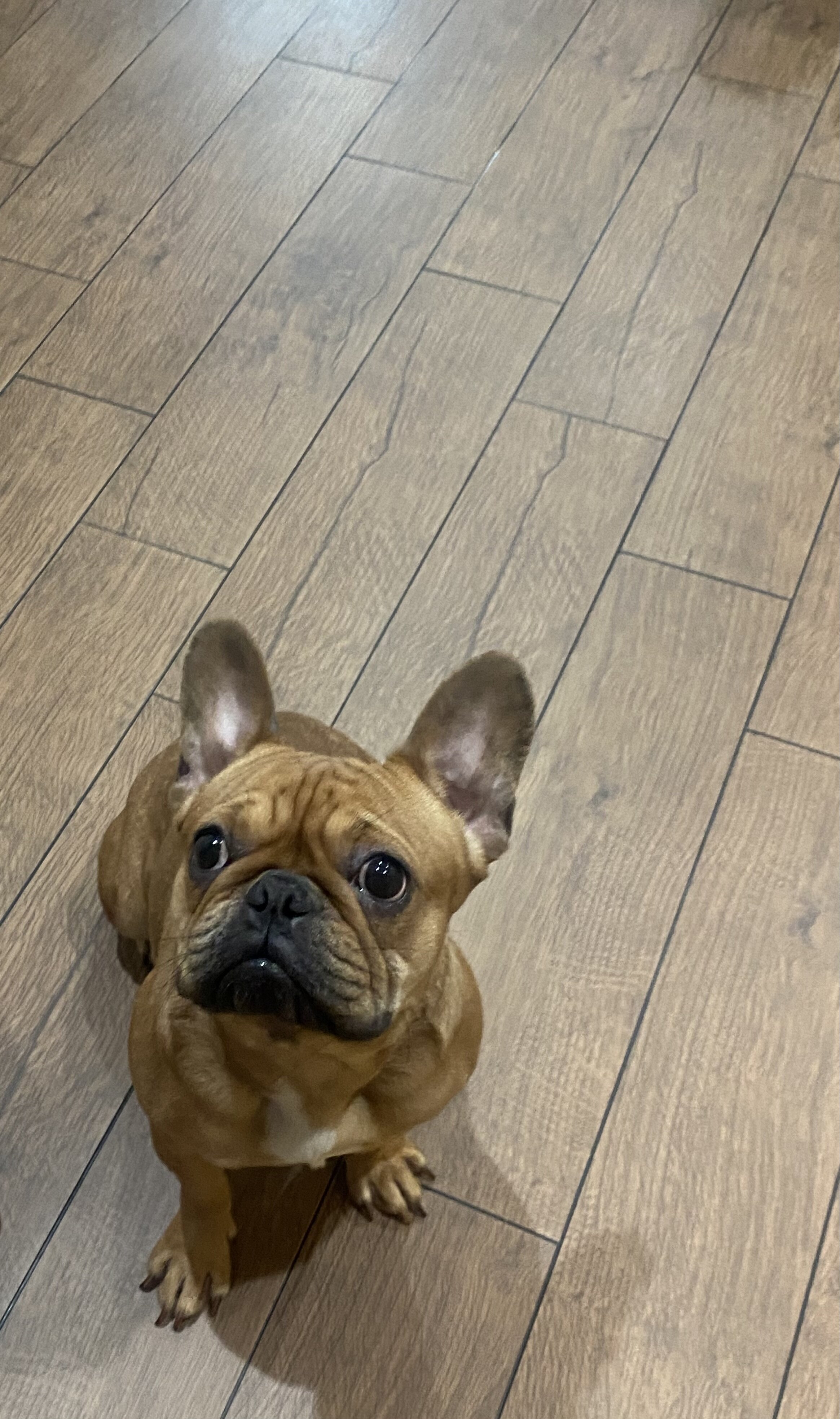 2yr oldFrenchie image 1