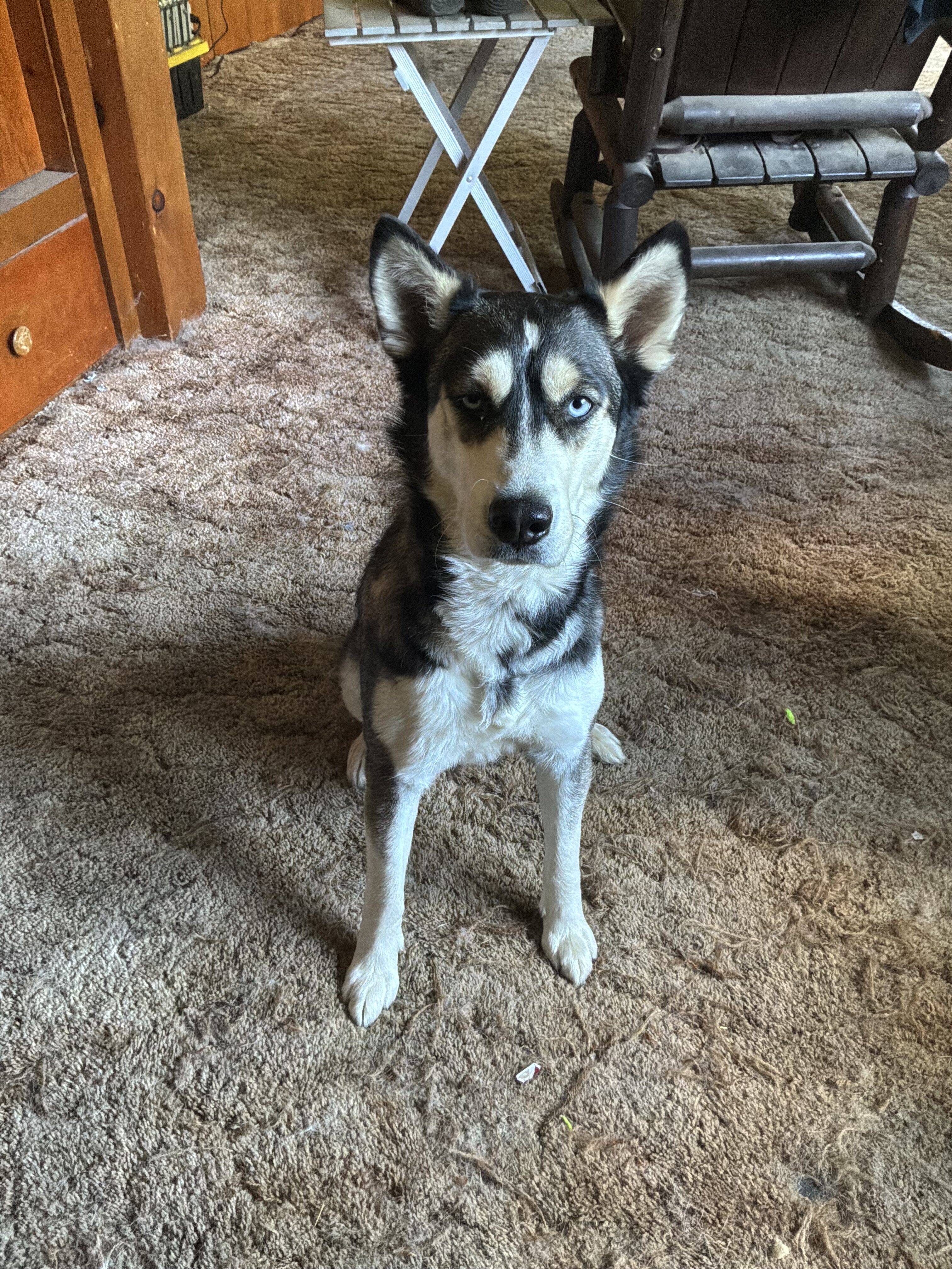 2 female husky image 2