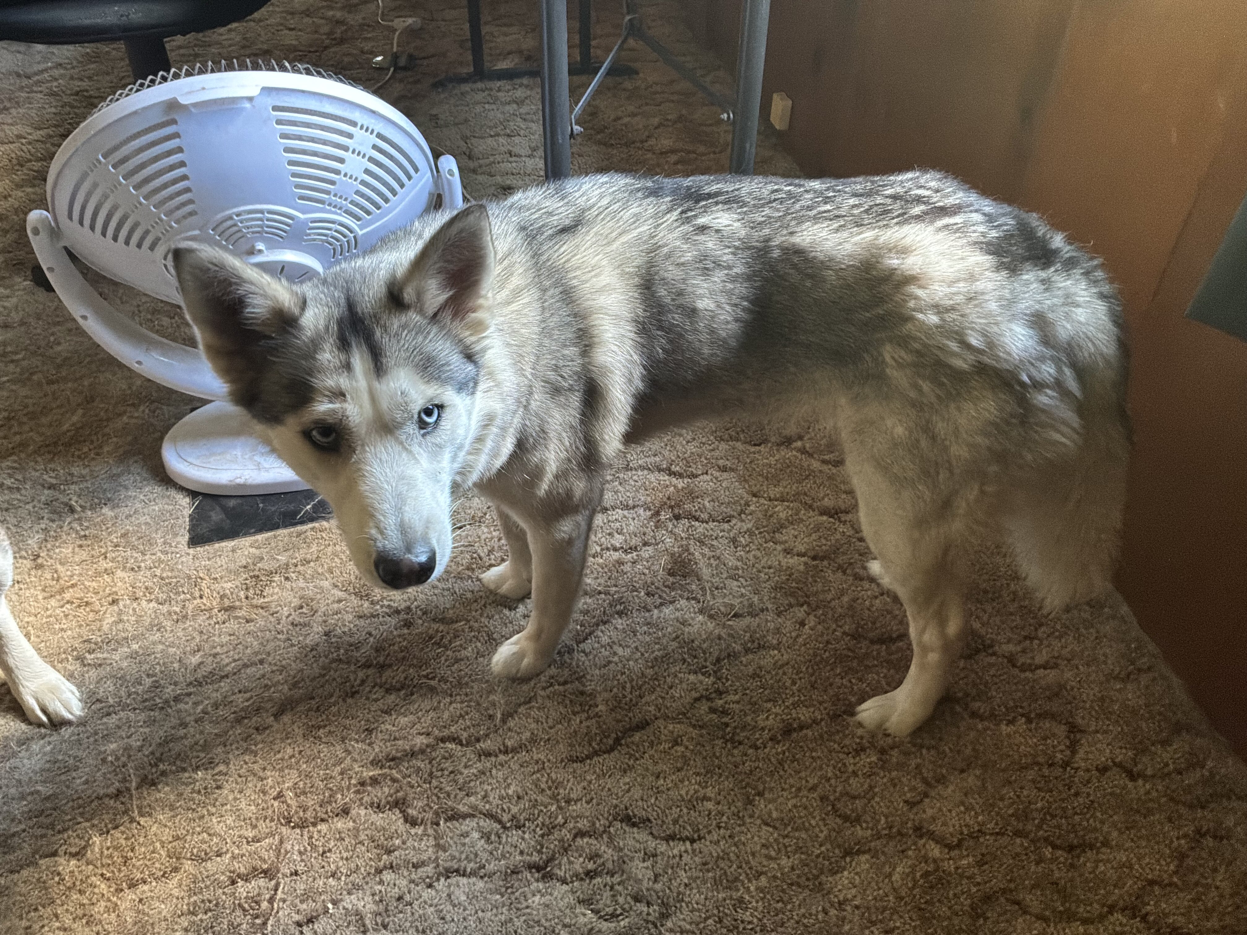 2 female husky image 7