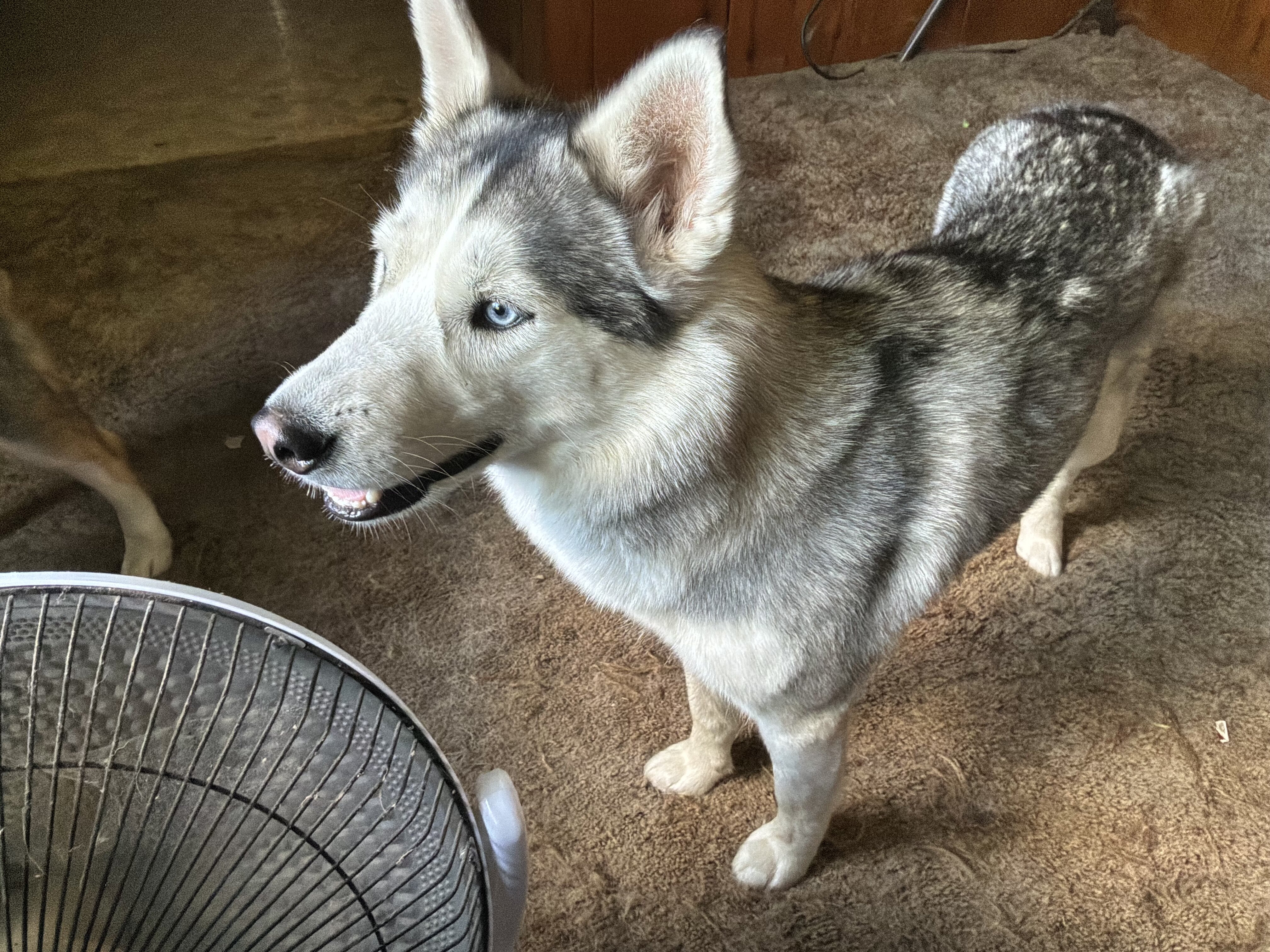 2 female husky image 6