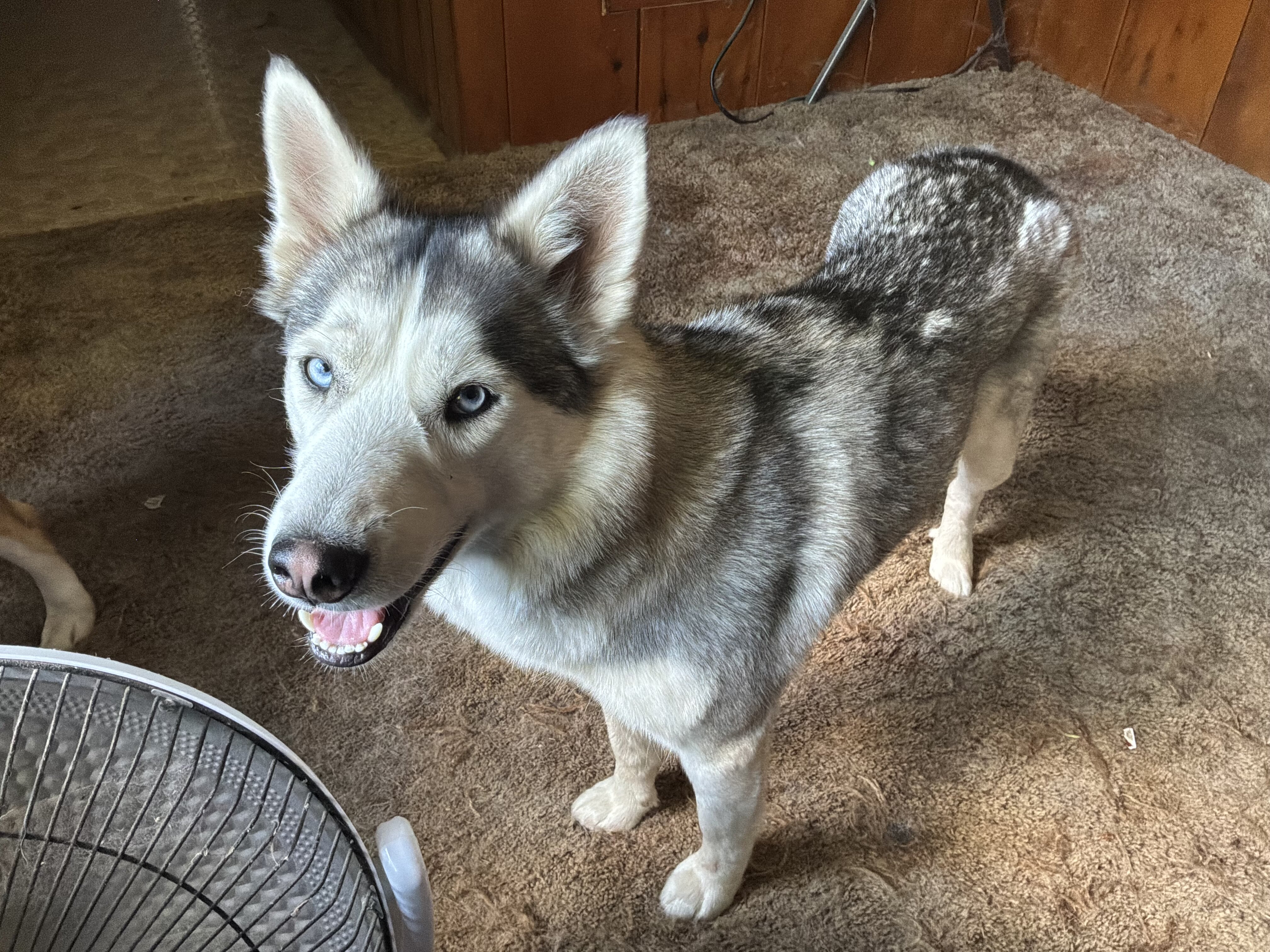 2 female husky image 5