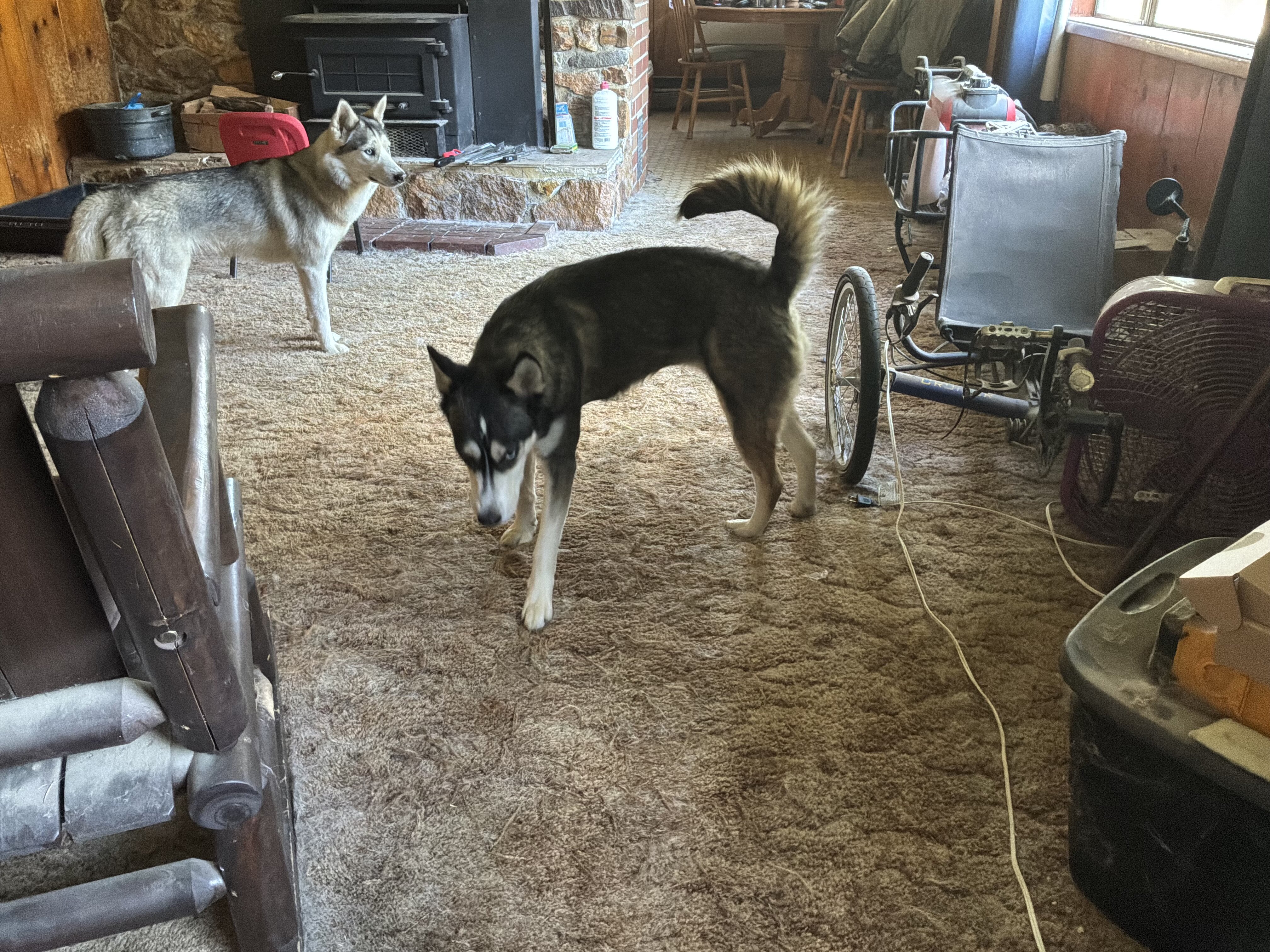 2 female husky image 1
