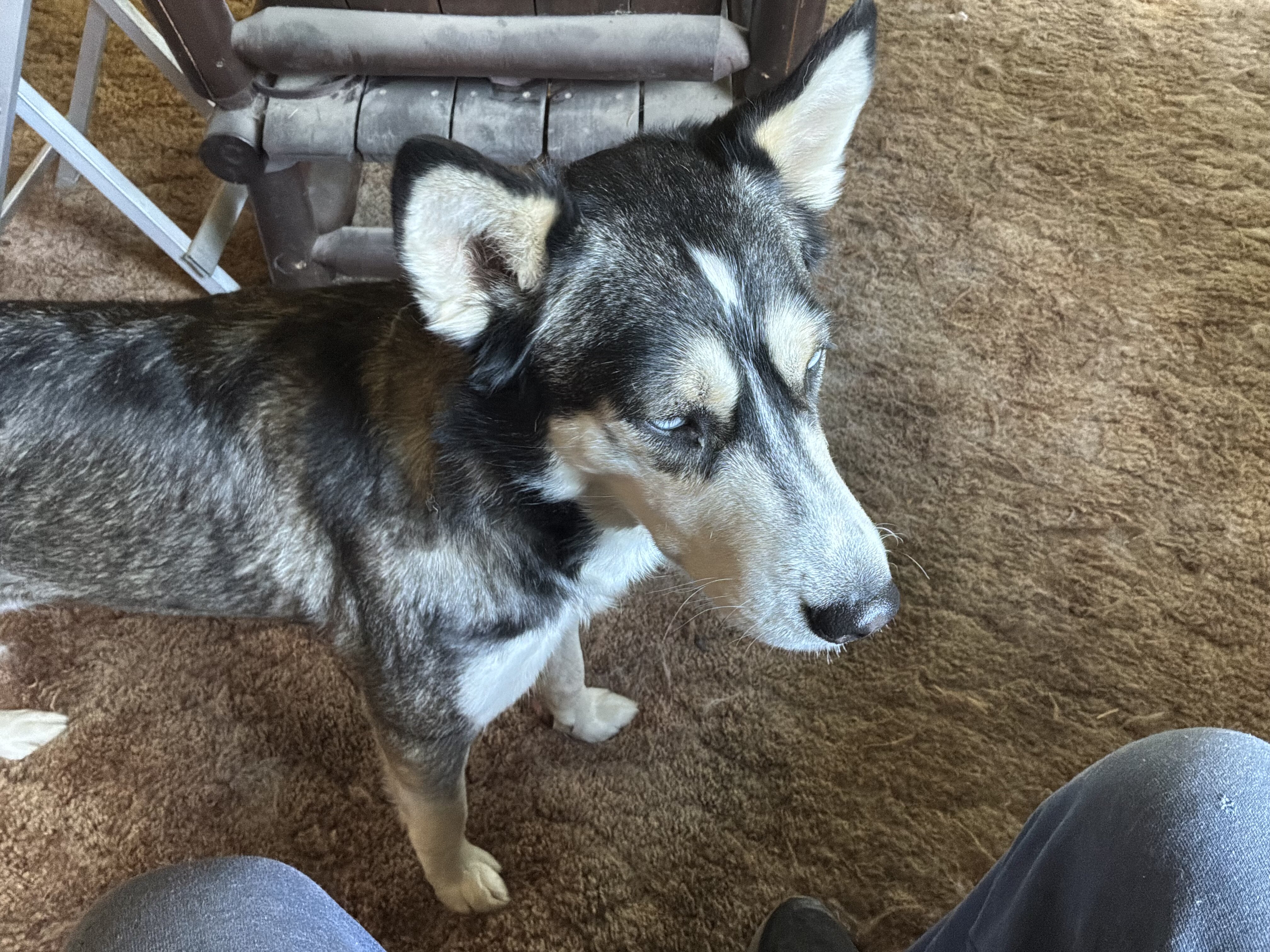 2 female husky image 3