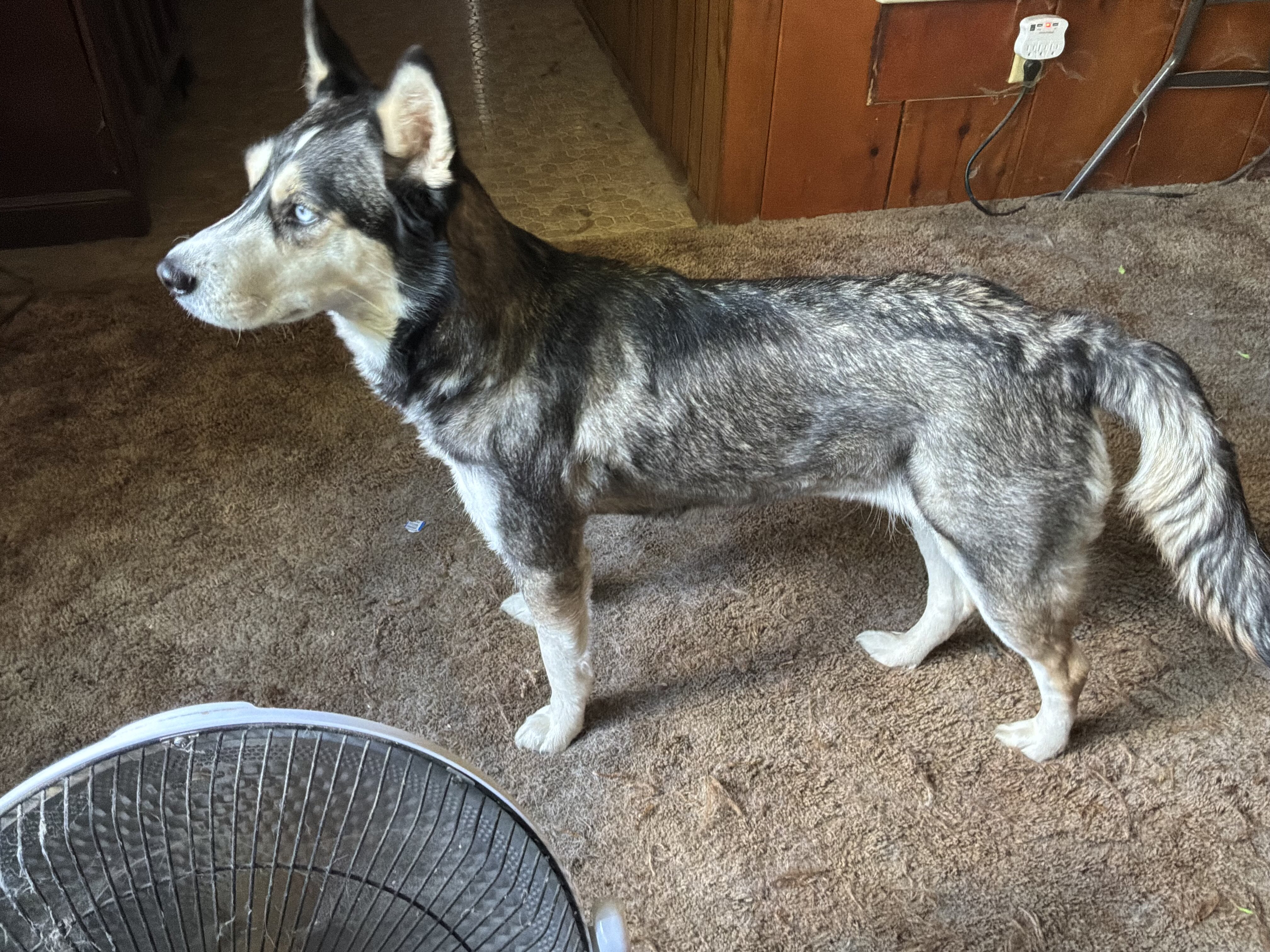 2 female husky image 4