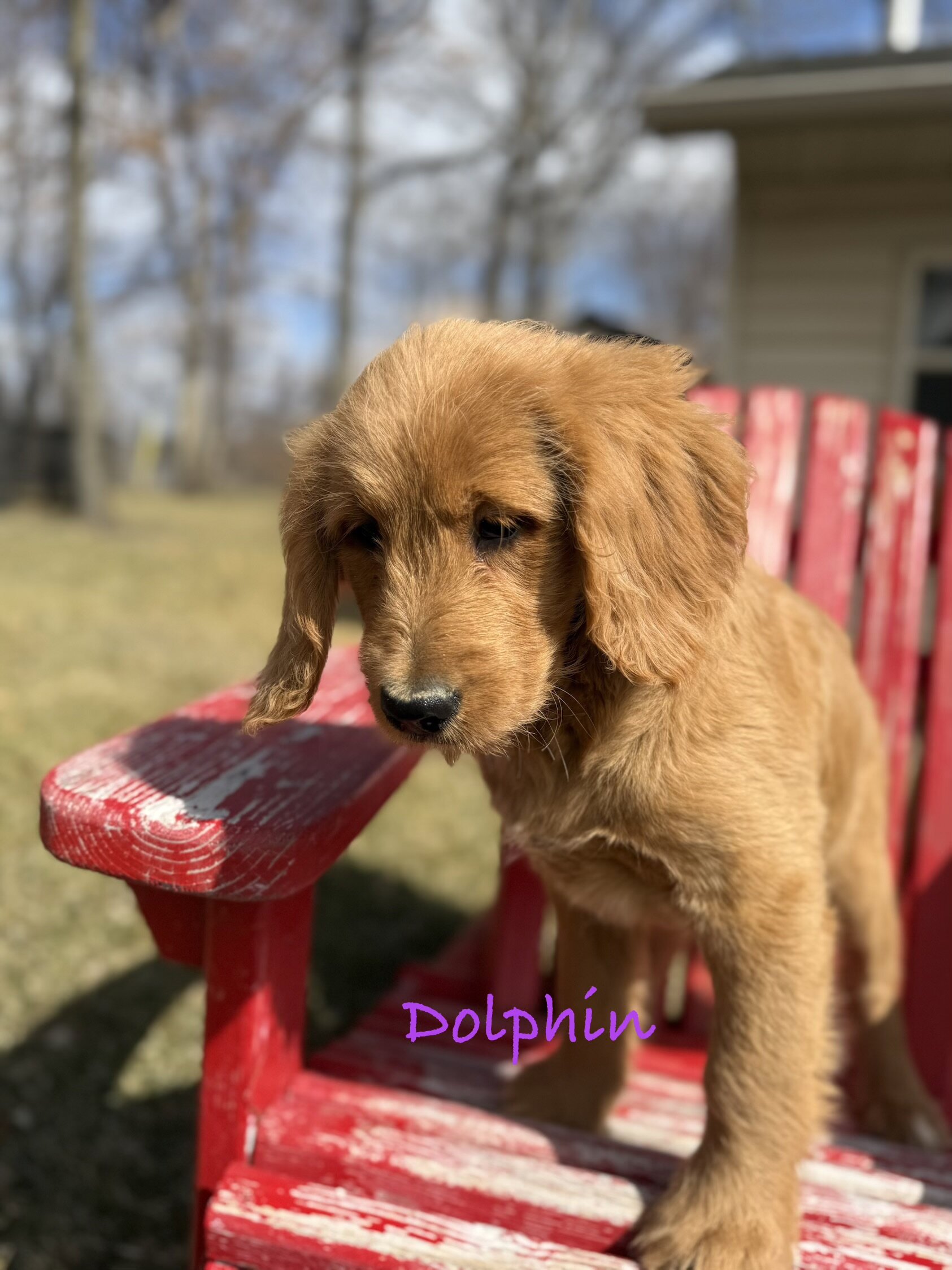 Goldendoodle image 4