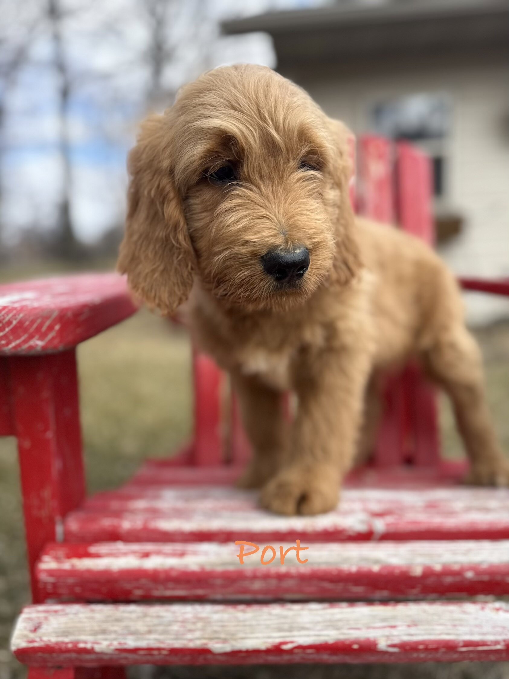 Goldendoodle image 1