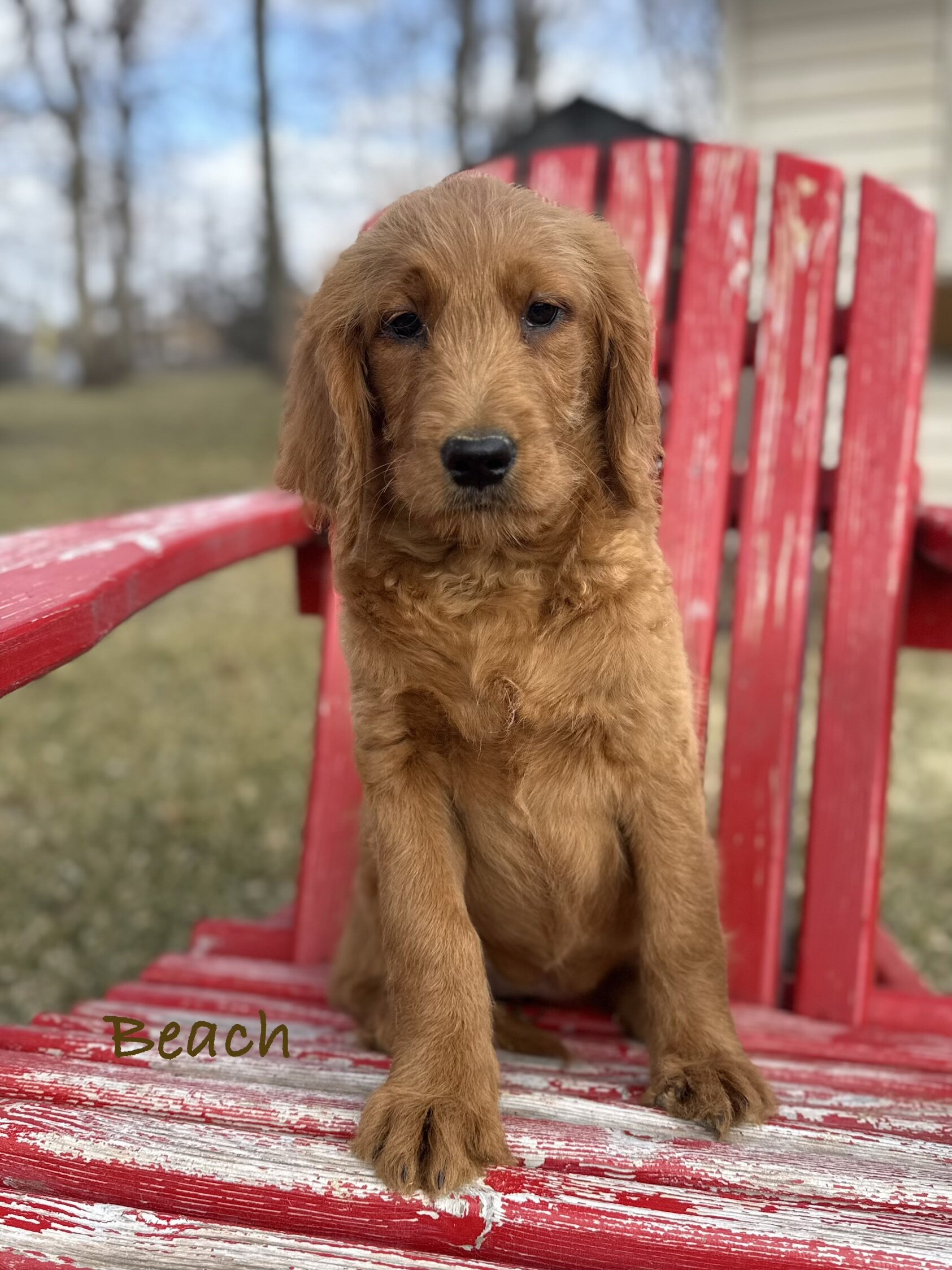 Goldendoodle image 3