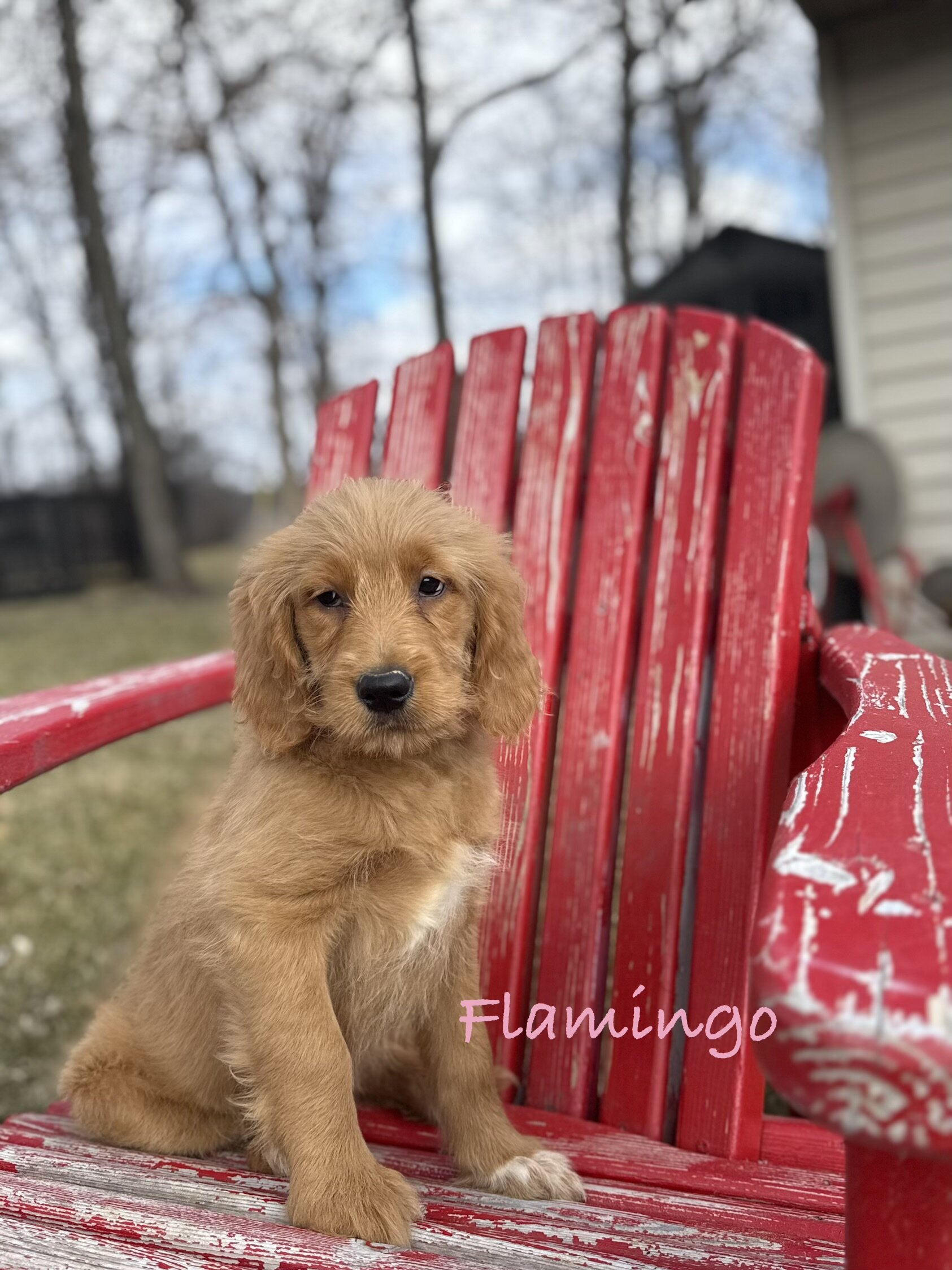 Goldendoodle image 2