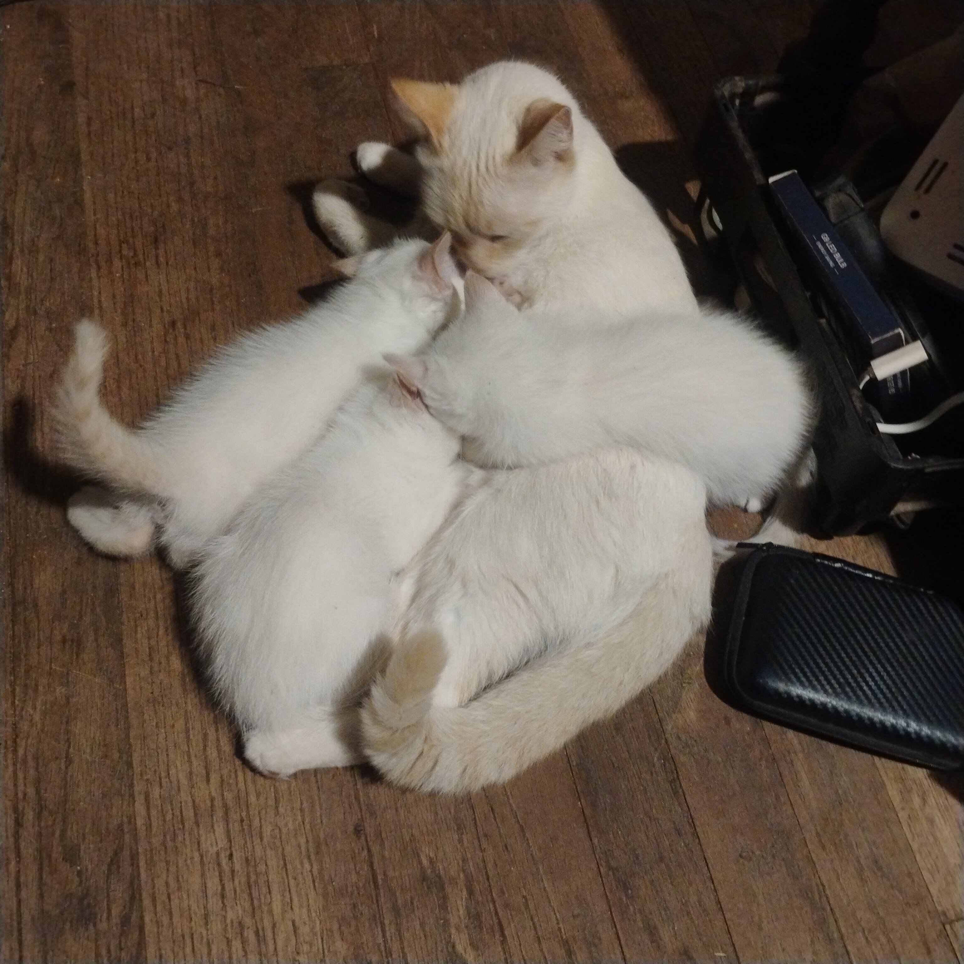 Siamese flame point kittens image 1