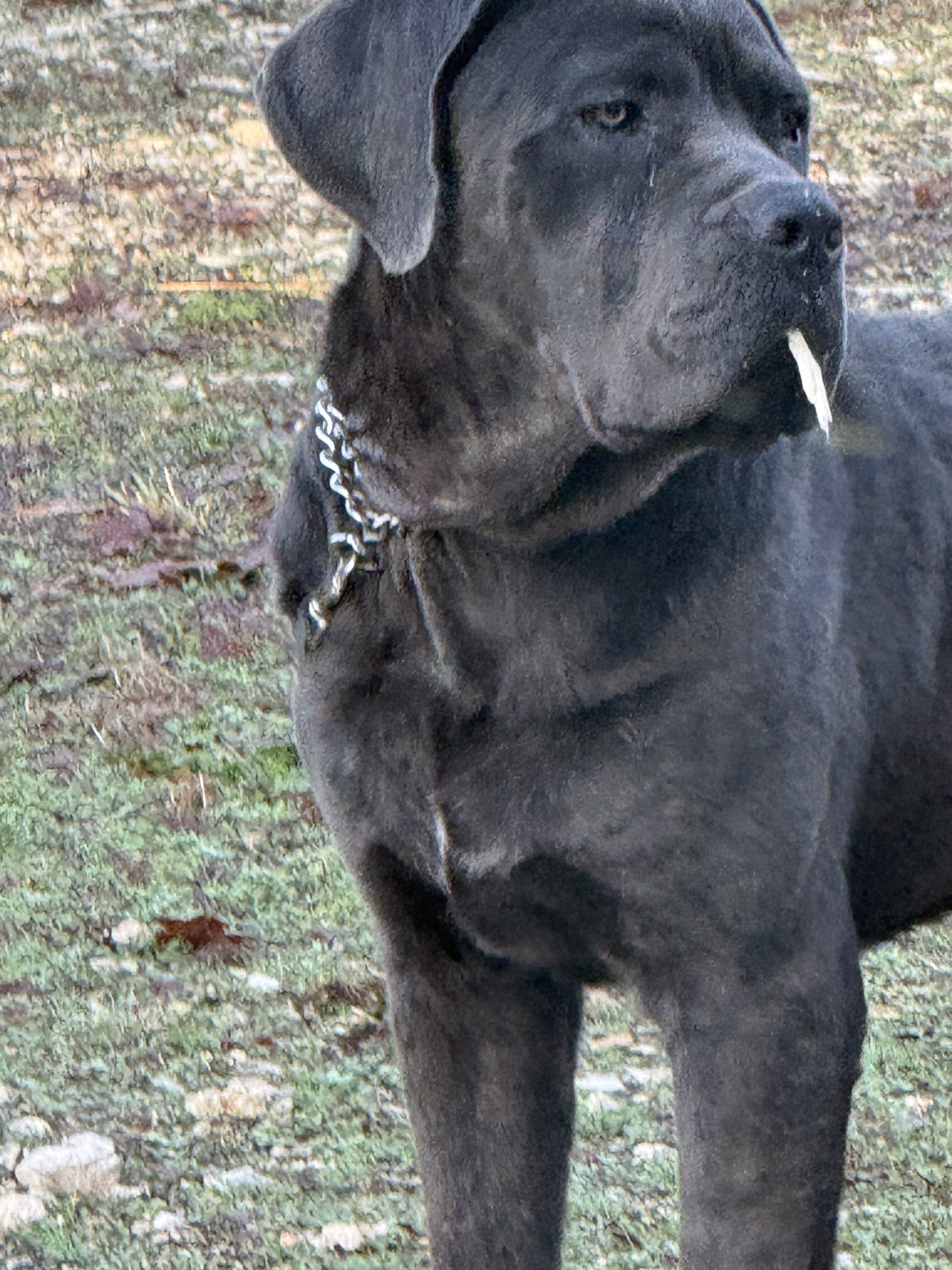 Cane Corso 10 month male image 3