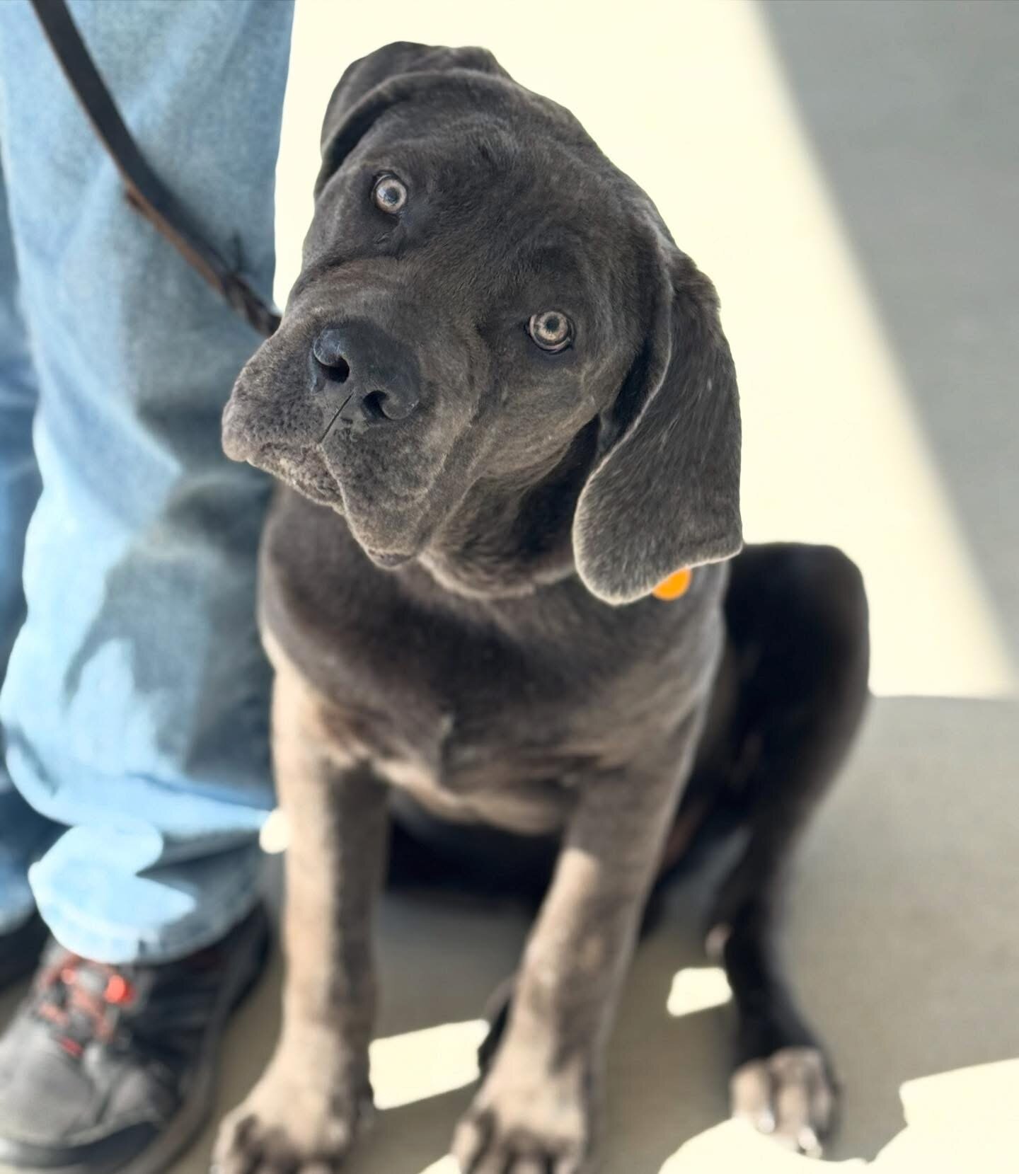 Cane Corso 10 month male image 1