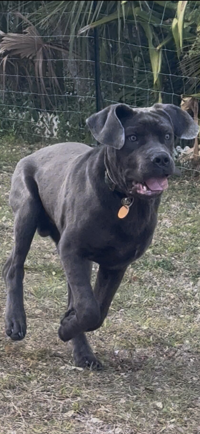 Cane Corso 10 month male image 2