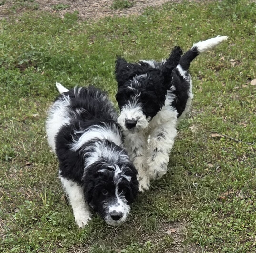 Springerdoodle puppies image 2