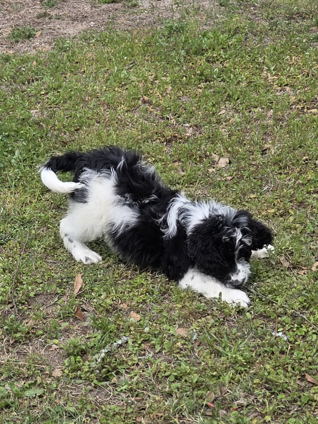 Springerdoodle puppies image 1
