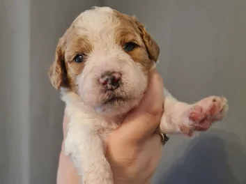 Beautiful Cavapoo puppies in Arizona image 6