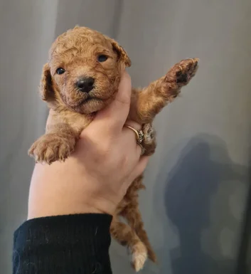 Beautiful Cavapoo puppies in Arizona image 5