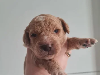 Beautiful Cavapoo puppies in Arizona image 7