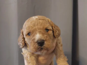 Beautiful Cavapoo puppies in Arizona image 2