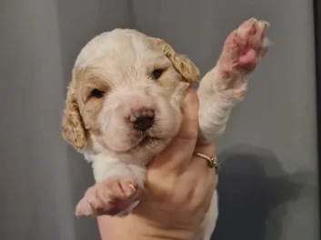 Beautiful Cavapoo puppies in Arizona image 1