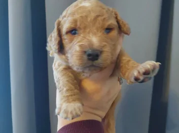 Beautiful Cavapoo puppies in Arizona image 3